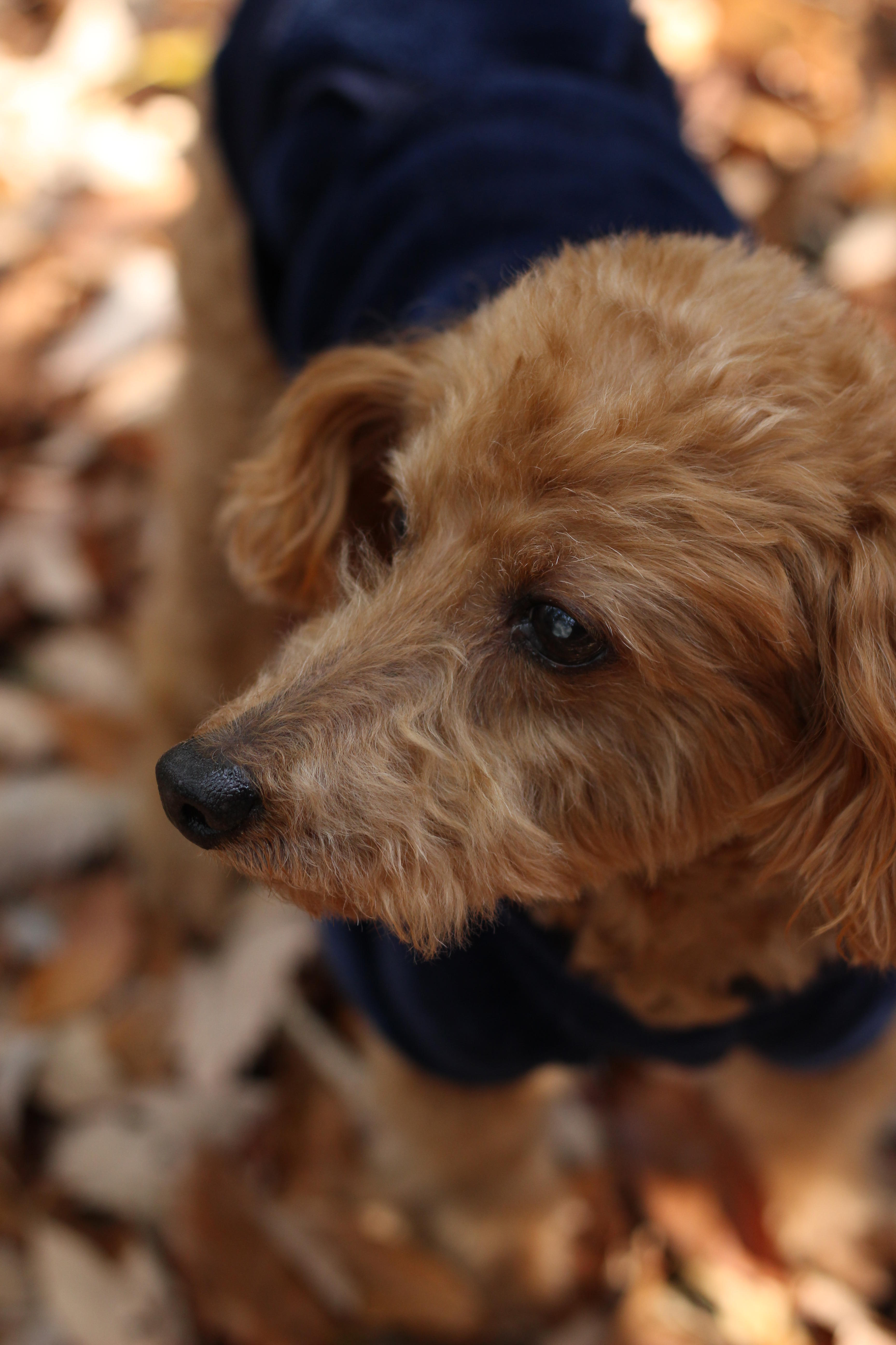 わんにゃんサイトの犬の写真