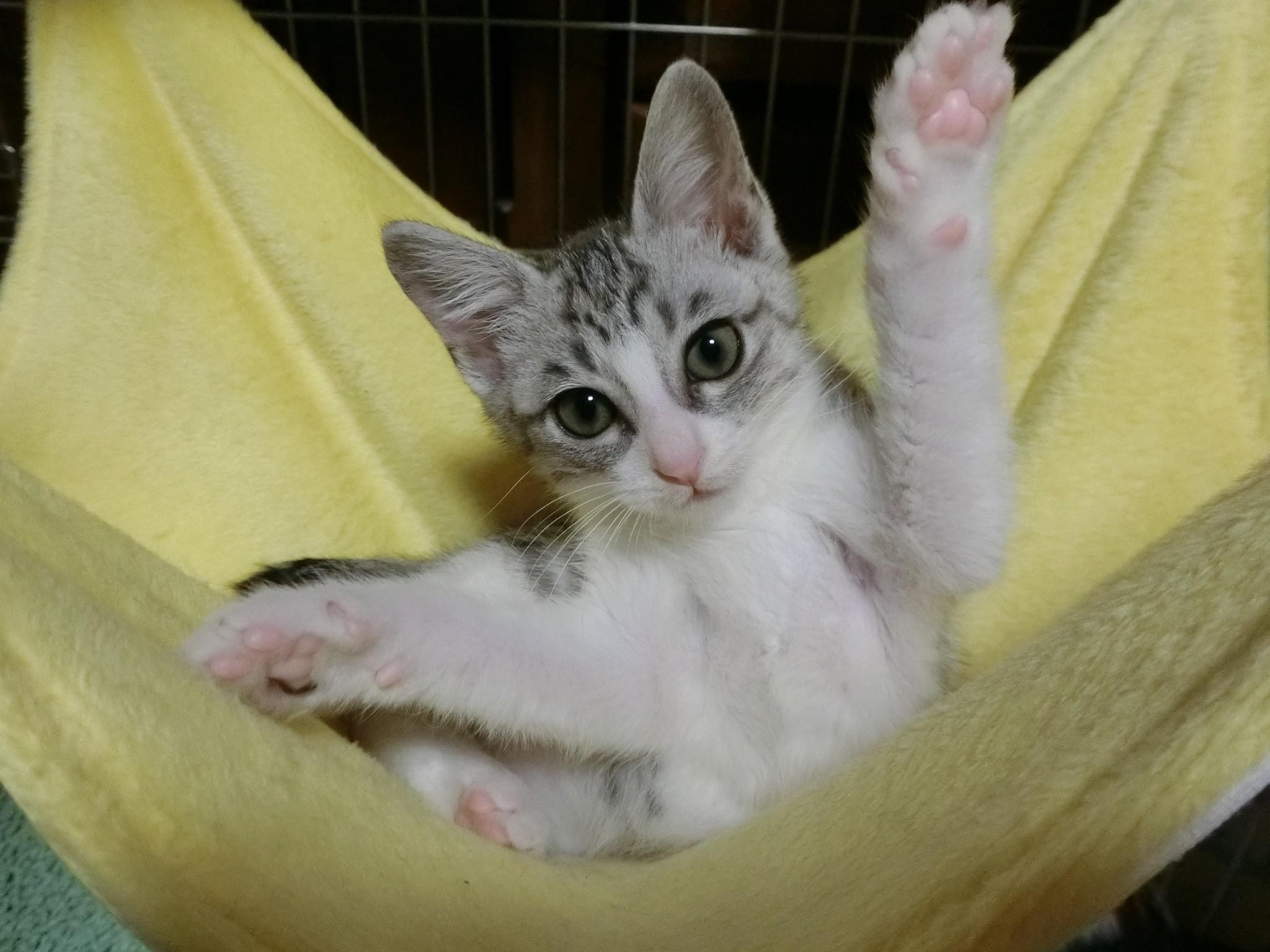 わんにゃんサイトの猫の写真