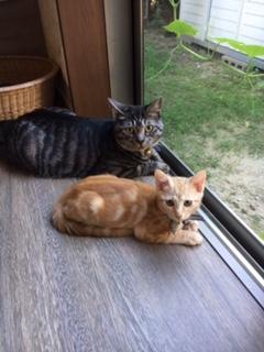 わんにゃんサイトの猫の写真