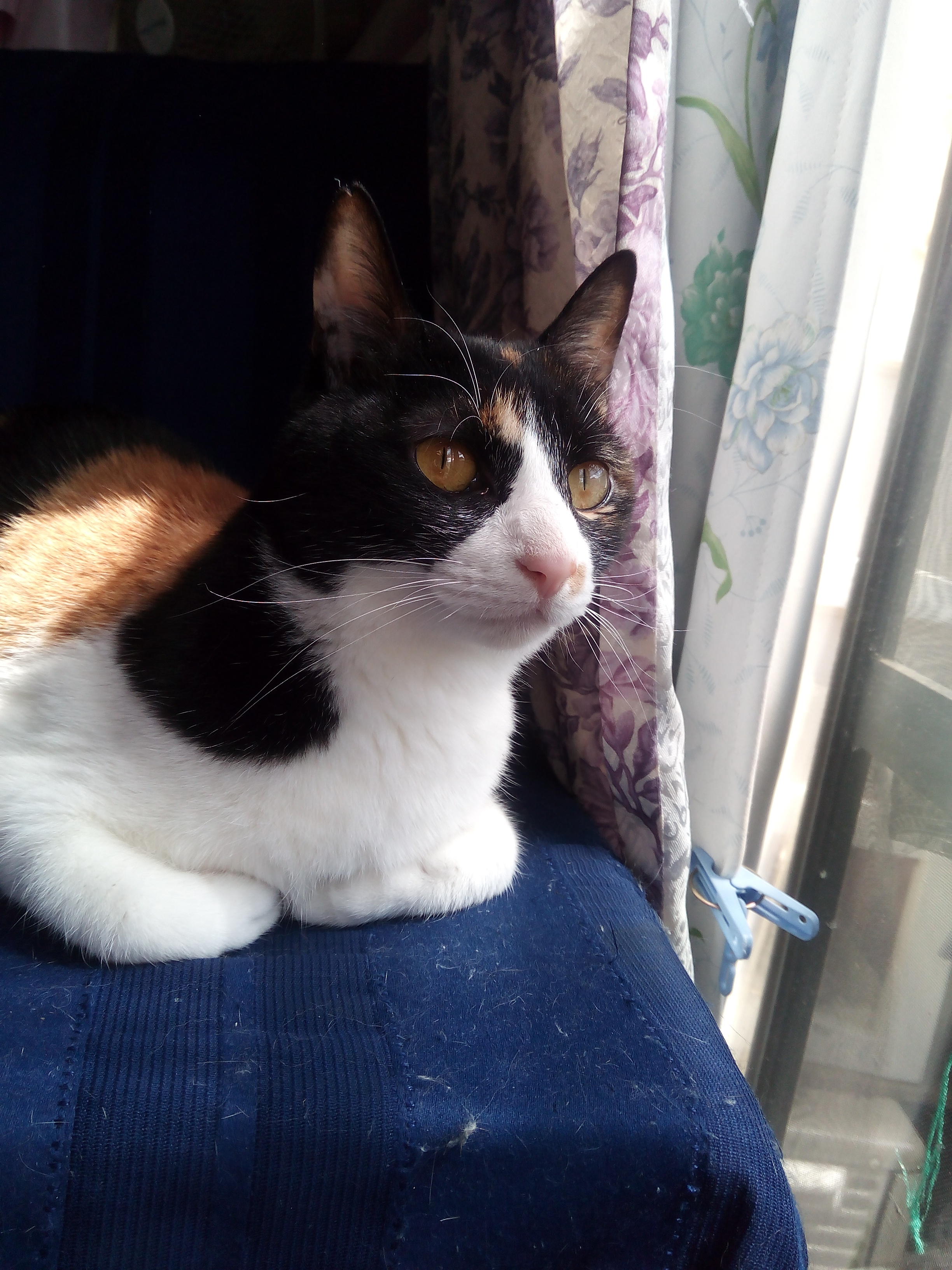 わんにゃんサイトの猫の写真