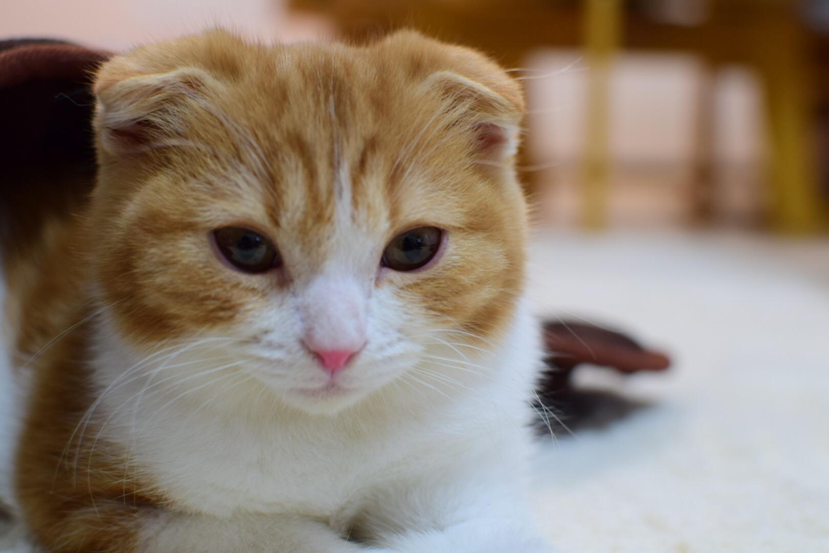 わんにゃんサイトの猫の写真