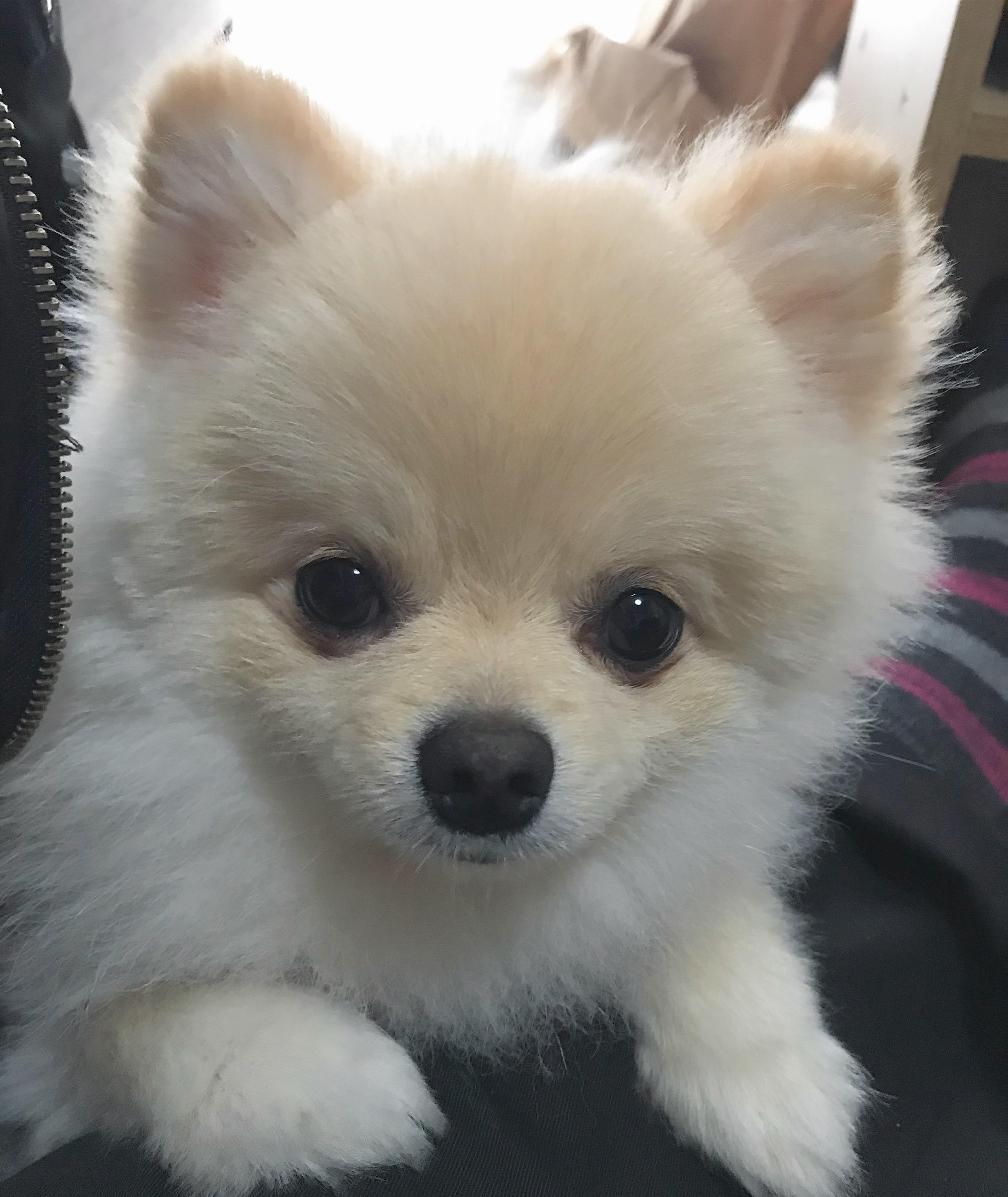 わんにゃんサイトの犬の写真