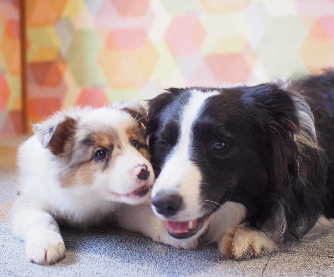 わんにゃんサイトの犬の写真