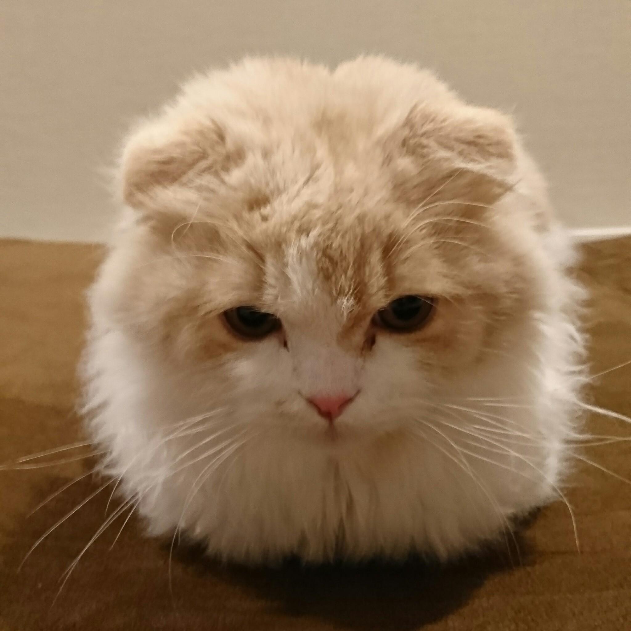 わんにゃんサイトの猫の写真