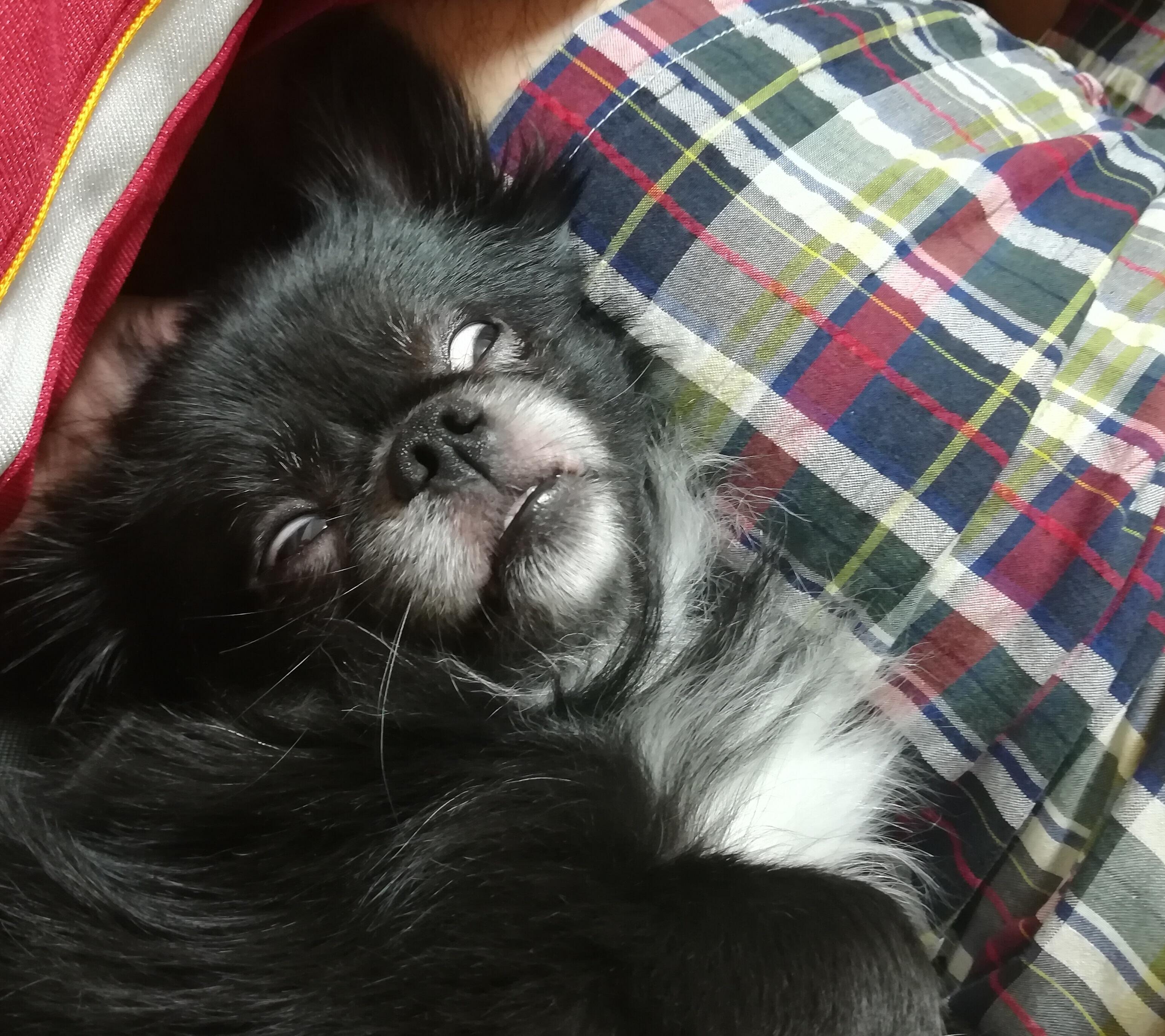 わんにゃんサイトの犬の写真