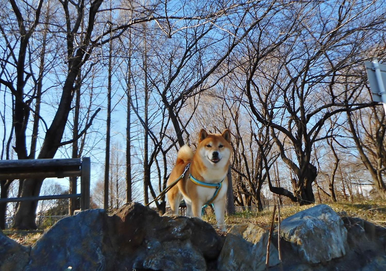 わんにゃんサイトの犬の写真