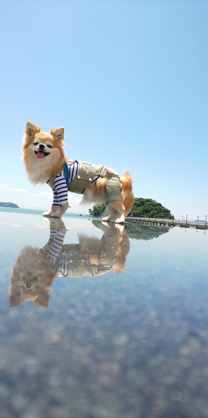 わんにゃんサイトの犬の写真