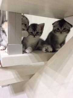 わんにゃんサイトの猫の写真