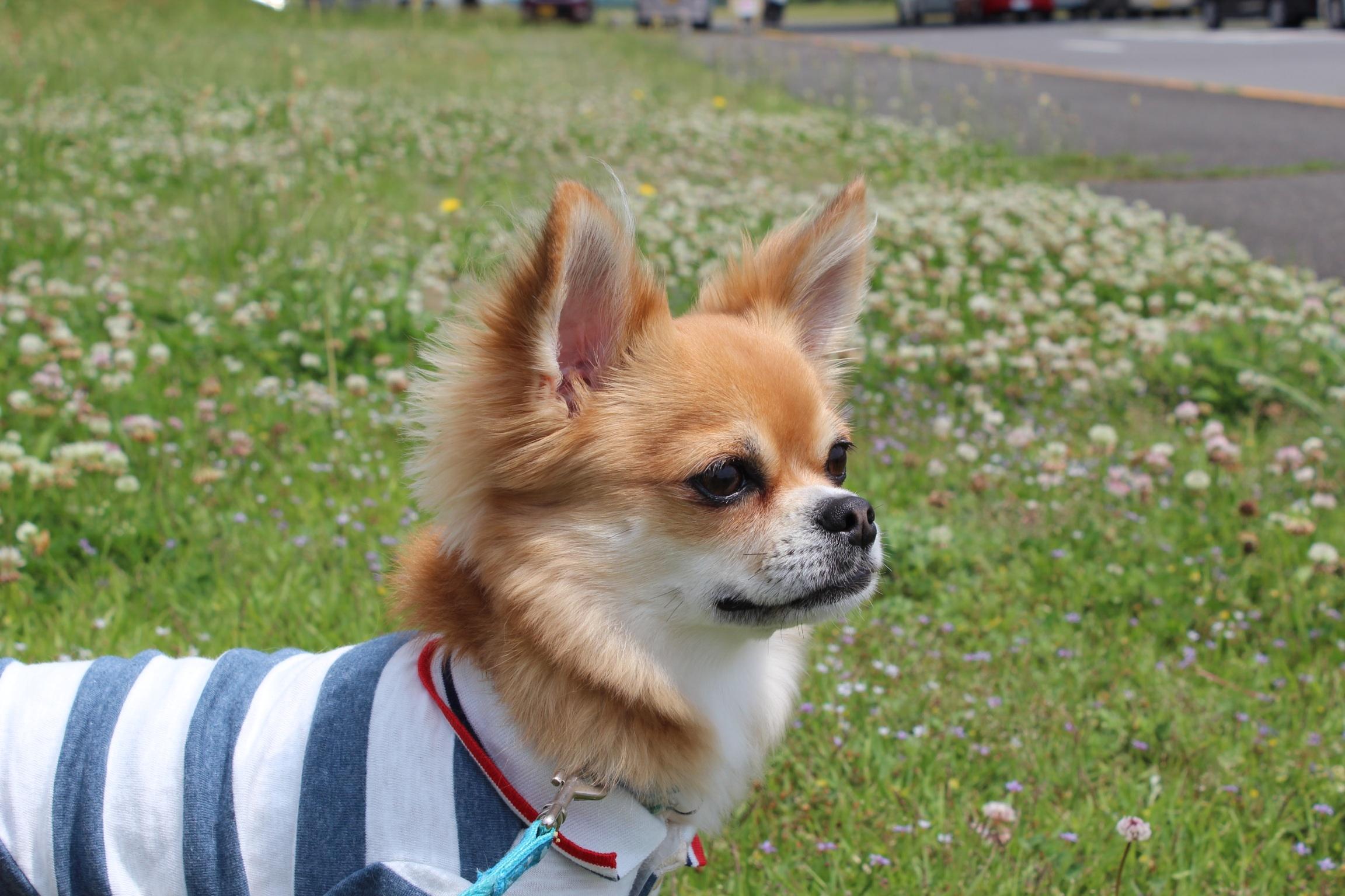 わんにゃんサイトの犬の写真