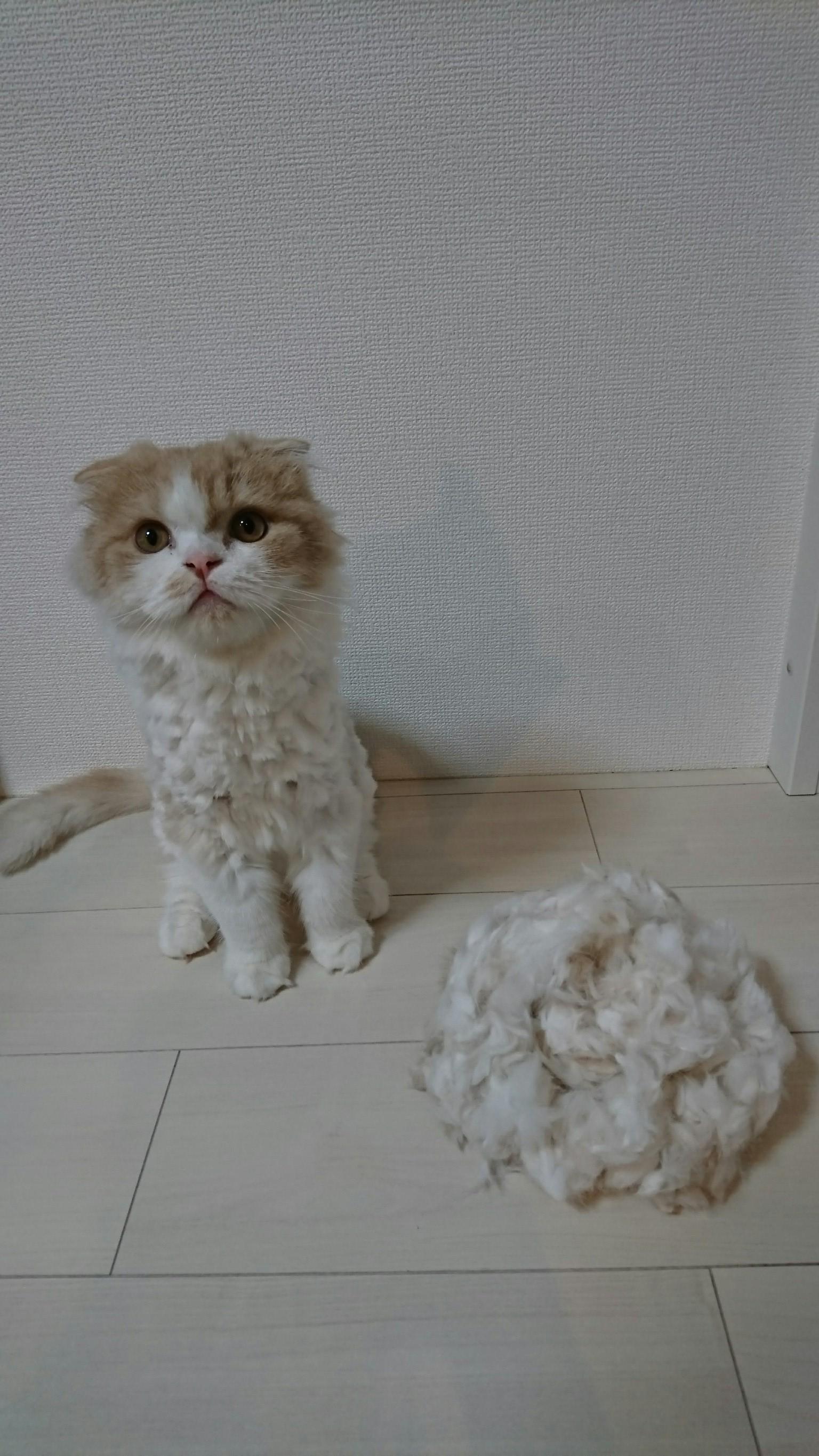 わんにゃんサイトの猫の写真