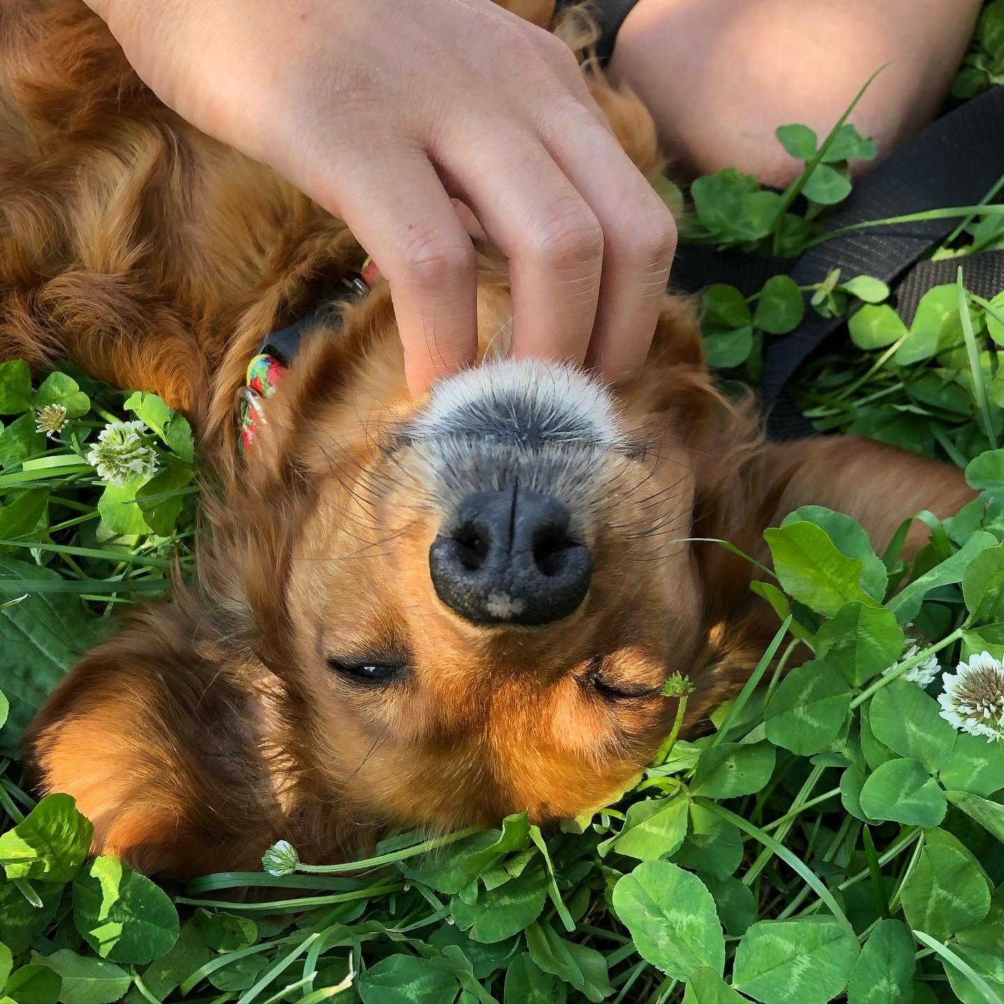 わんにゃんサイトの犬の写真