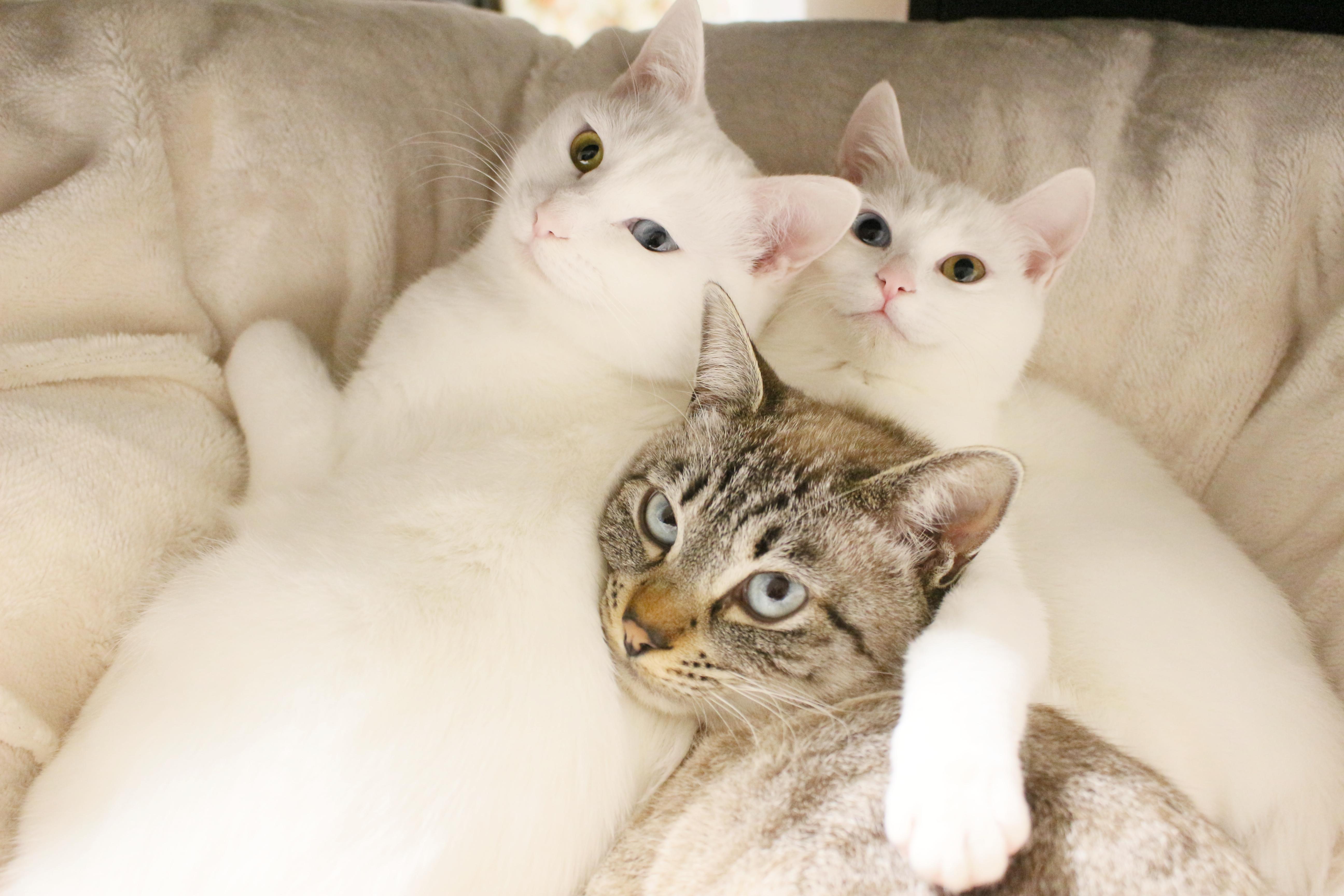 わんにゃんサイトの猫の写真