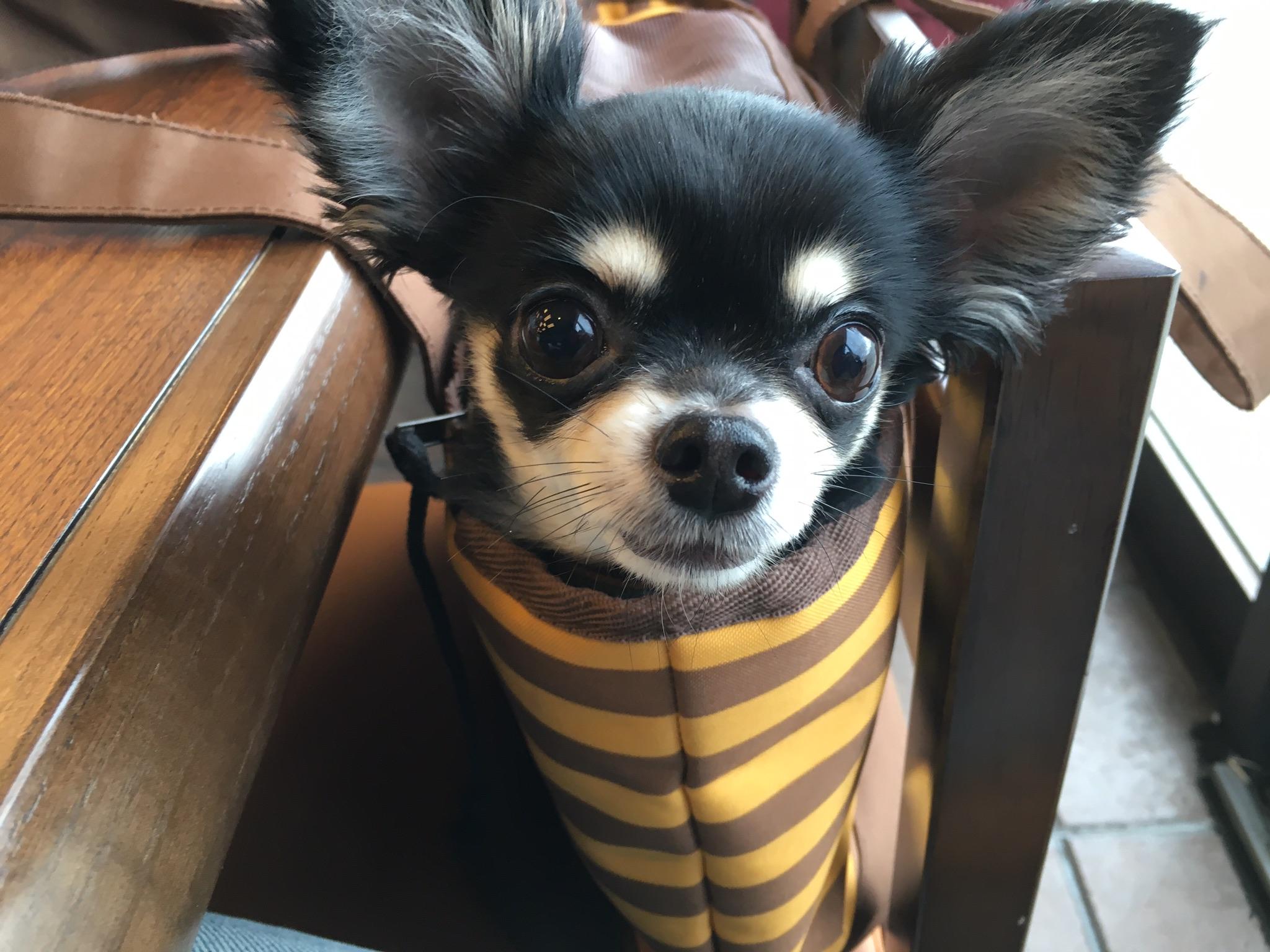 わんにゃんサイトの犬の写真