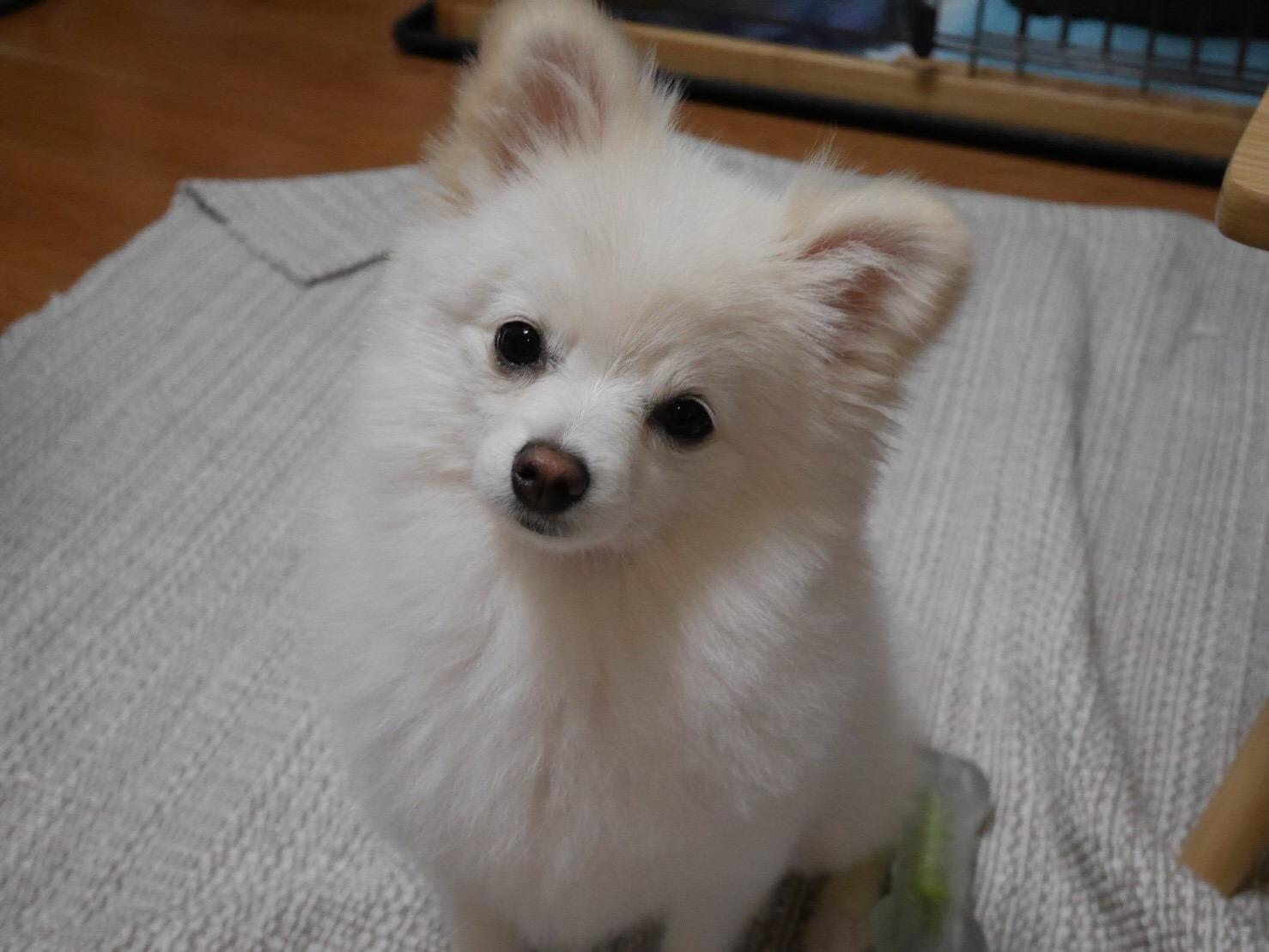 わんにゃんサイトの犬の写真