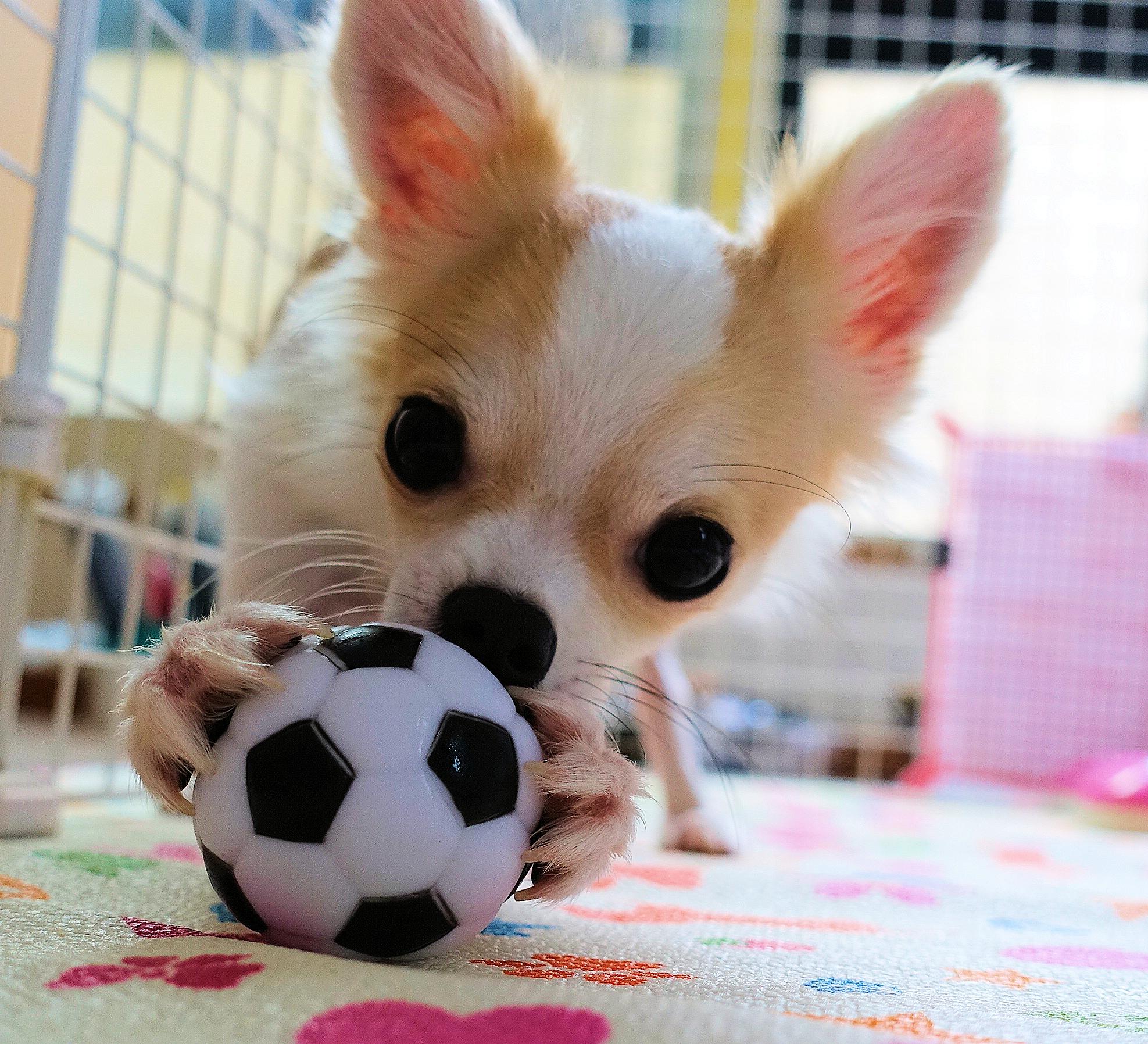 わんにゃんサイトの犬の写真