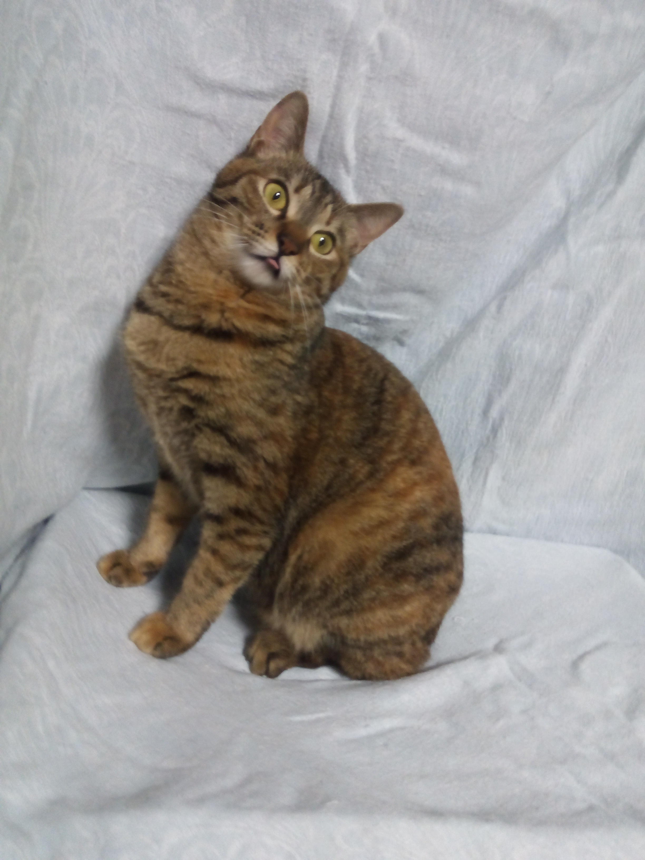 わんにゃんサイトの猫の写真