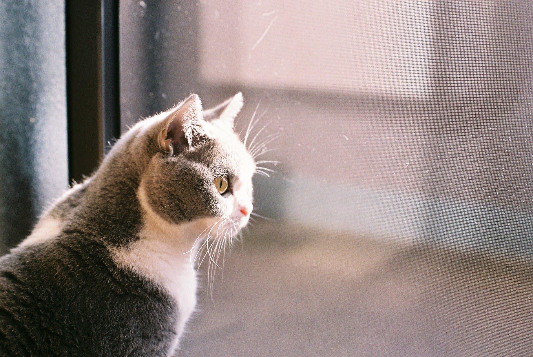 わんにゃんサイトの猫の写真