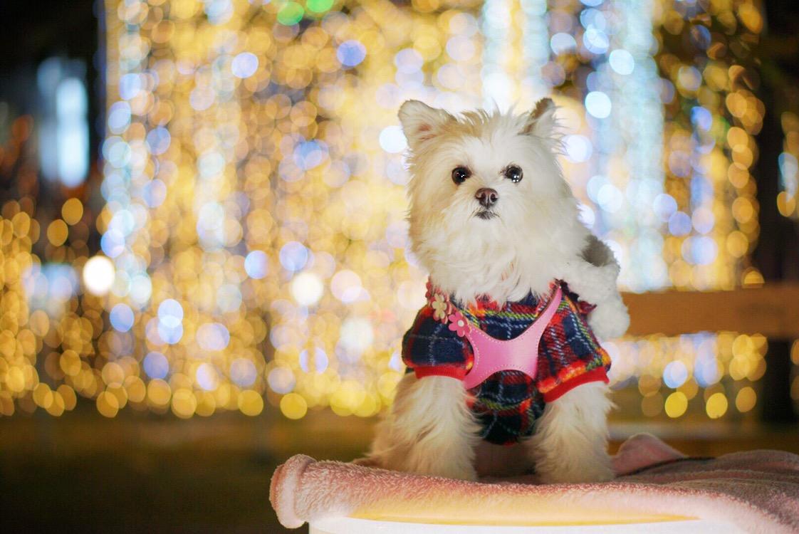 わんにゃんサイトの犬の写真