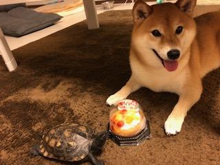 わんにゃんサイトの犬の写真