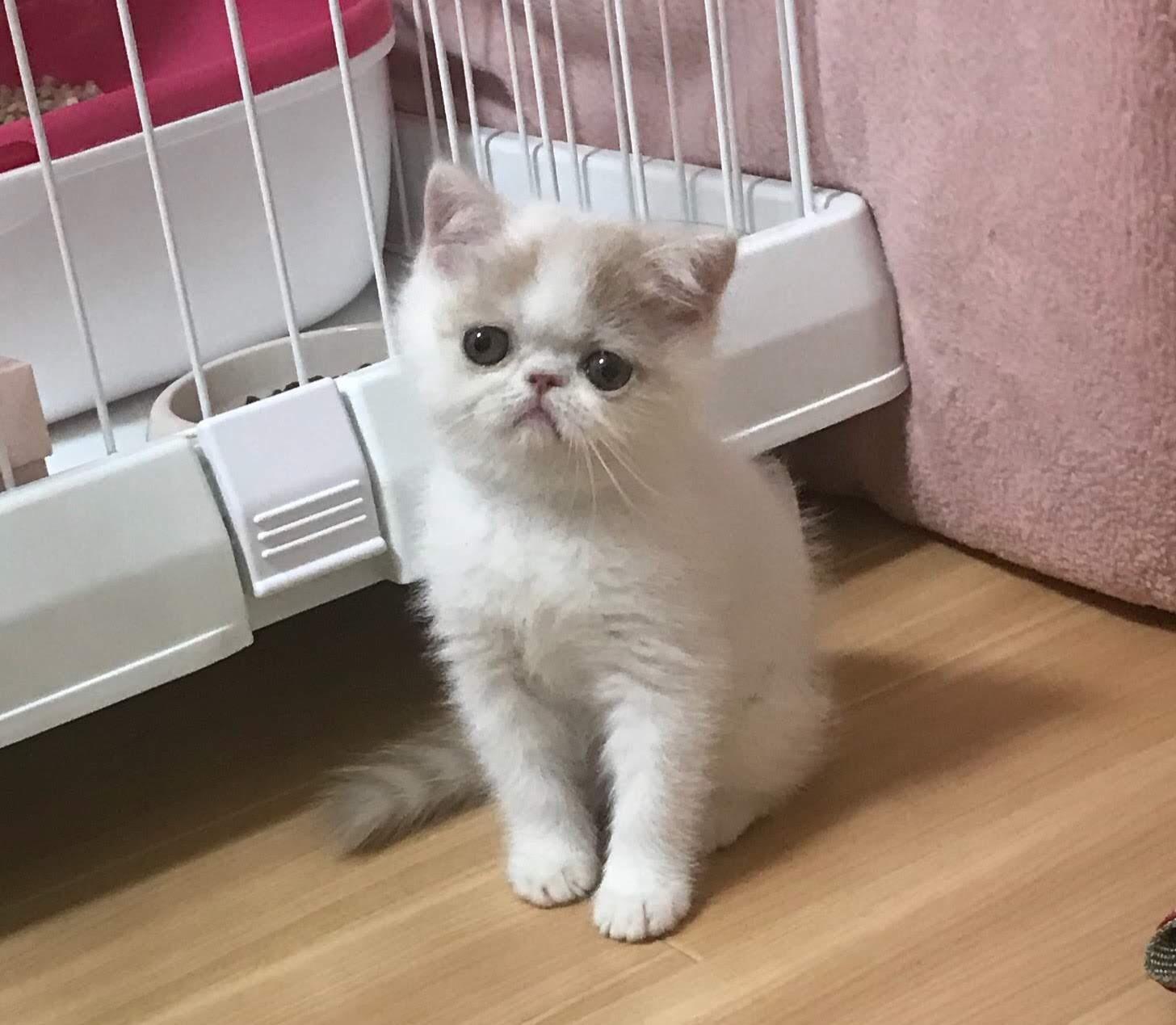 わんにゃんサイトの猫の写真