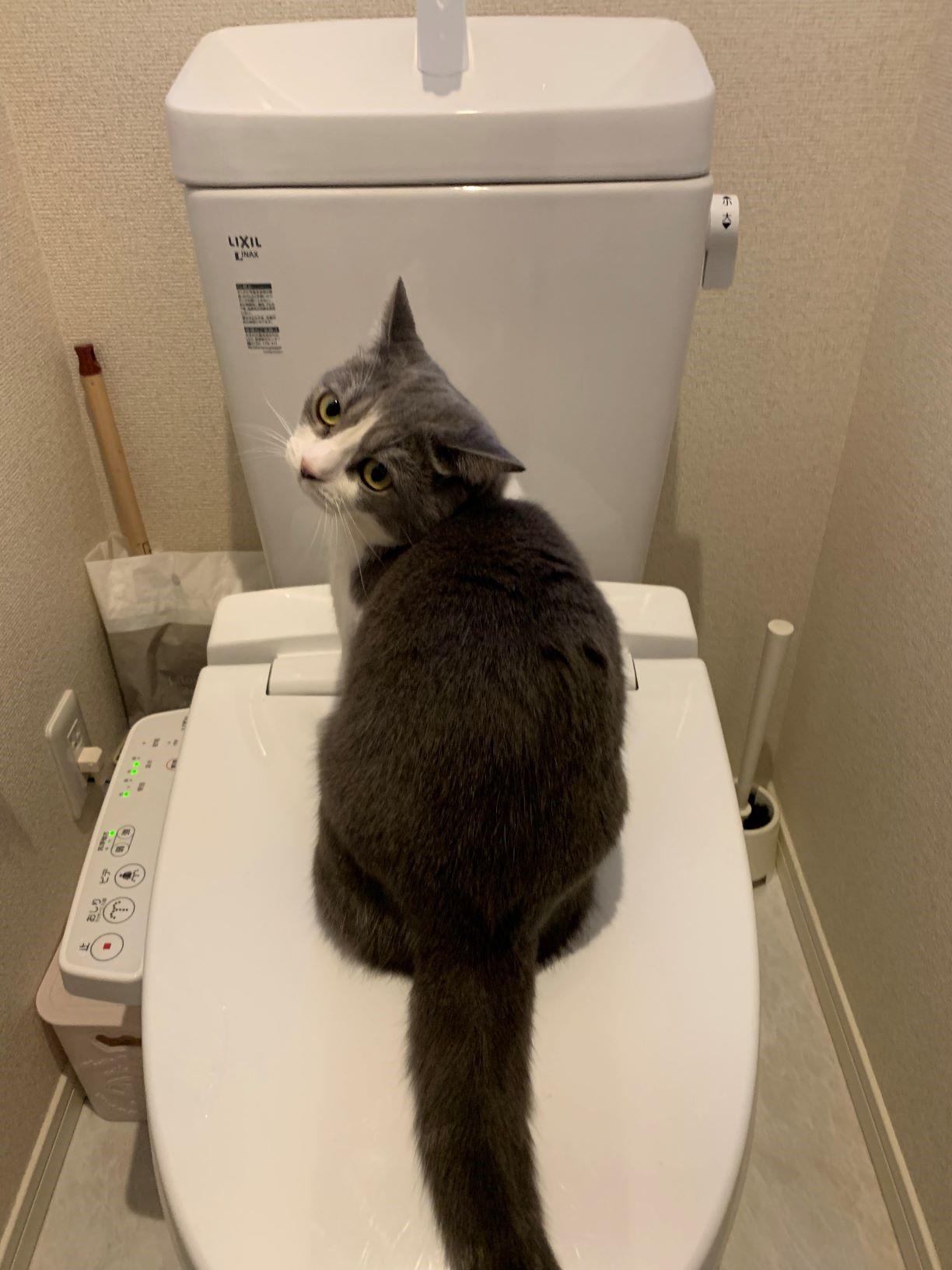 わんにゃんサイトの猫の写真