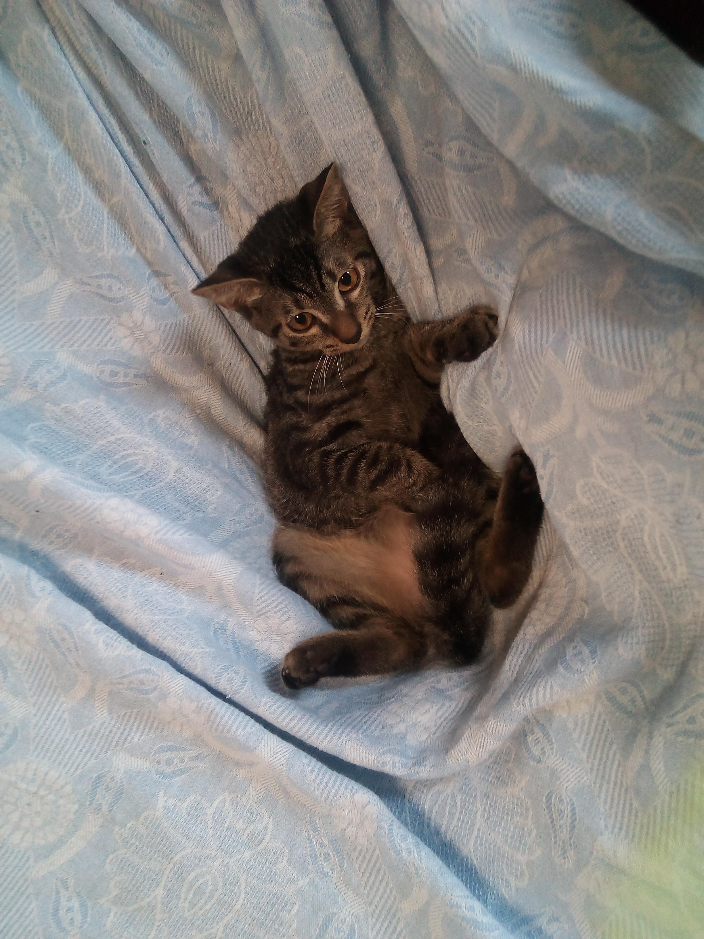 わんにゃんサイトの猫の写真