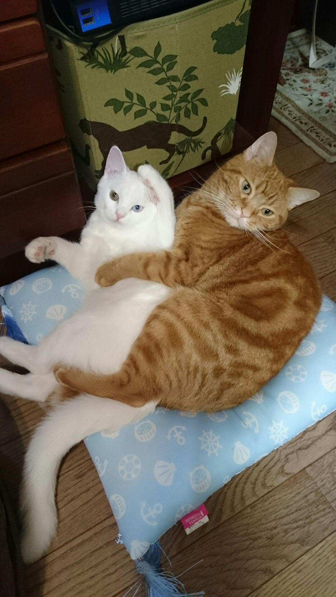 わんにゃんサイトの猫の写真