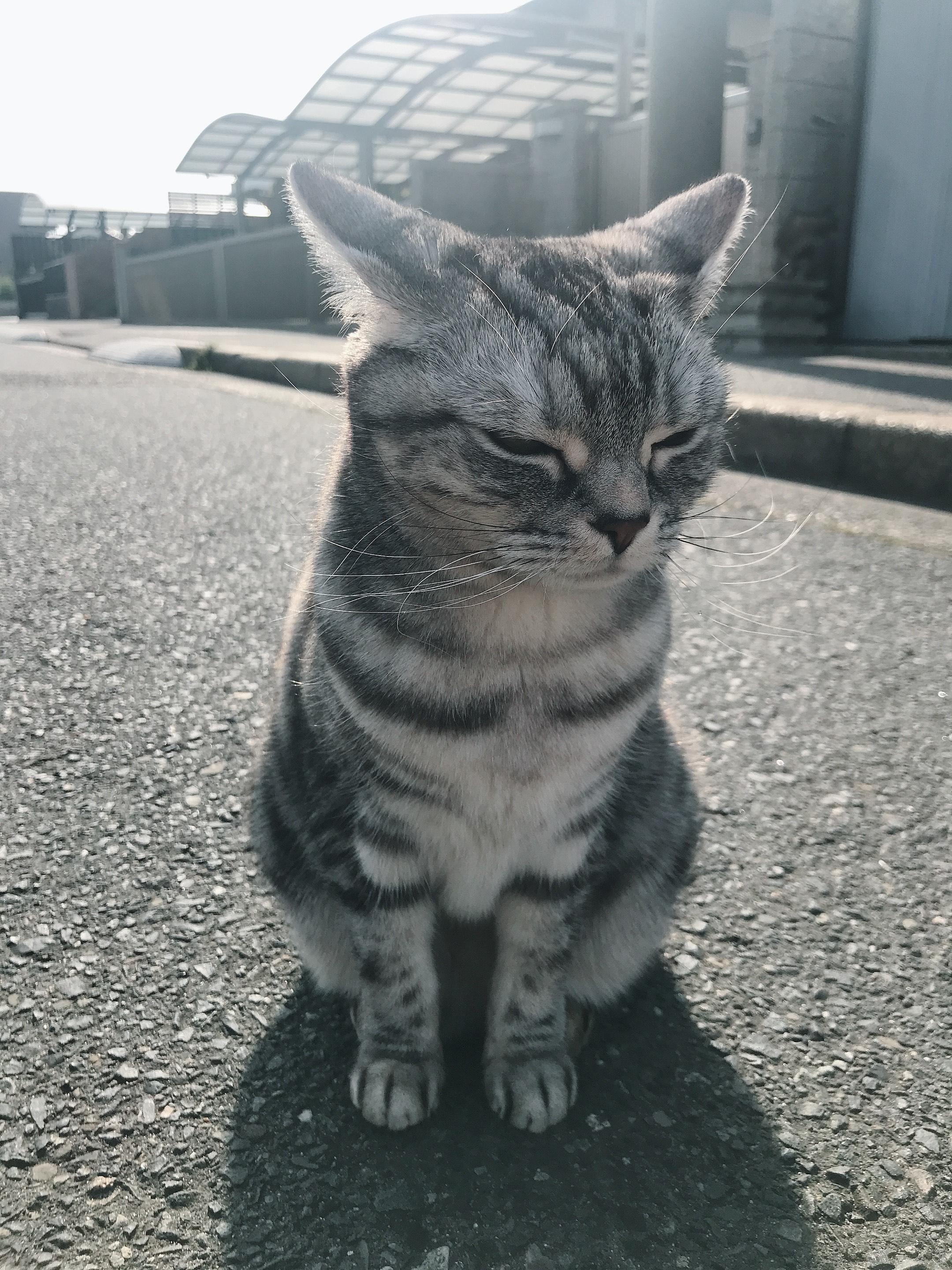 わんにゃんサイトの猫の写真