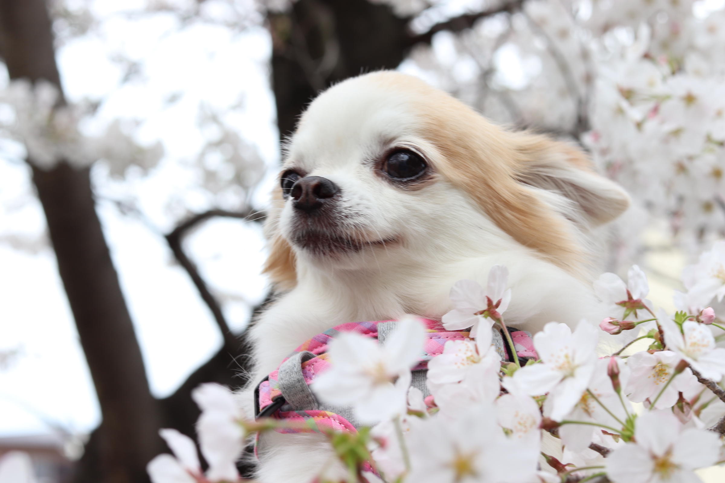 わんにゃんサイトの犬の写真