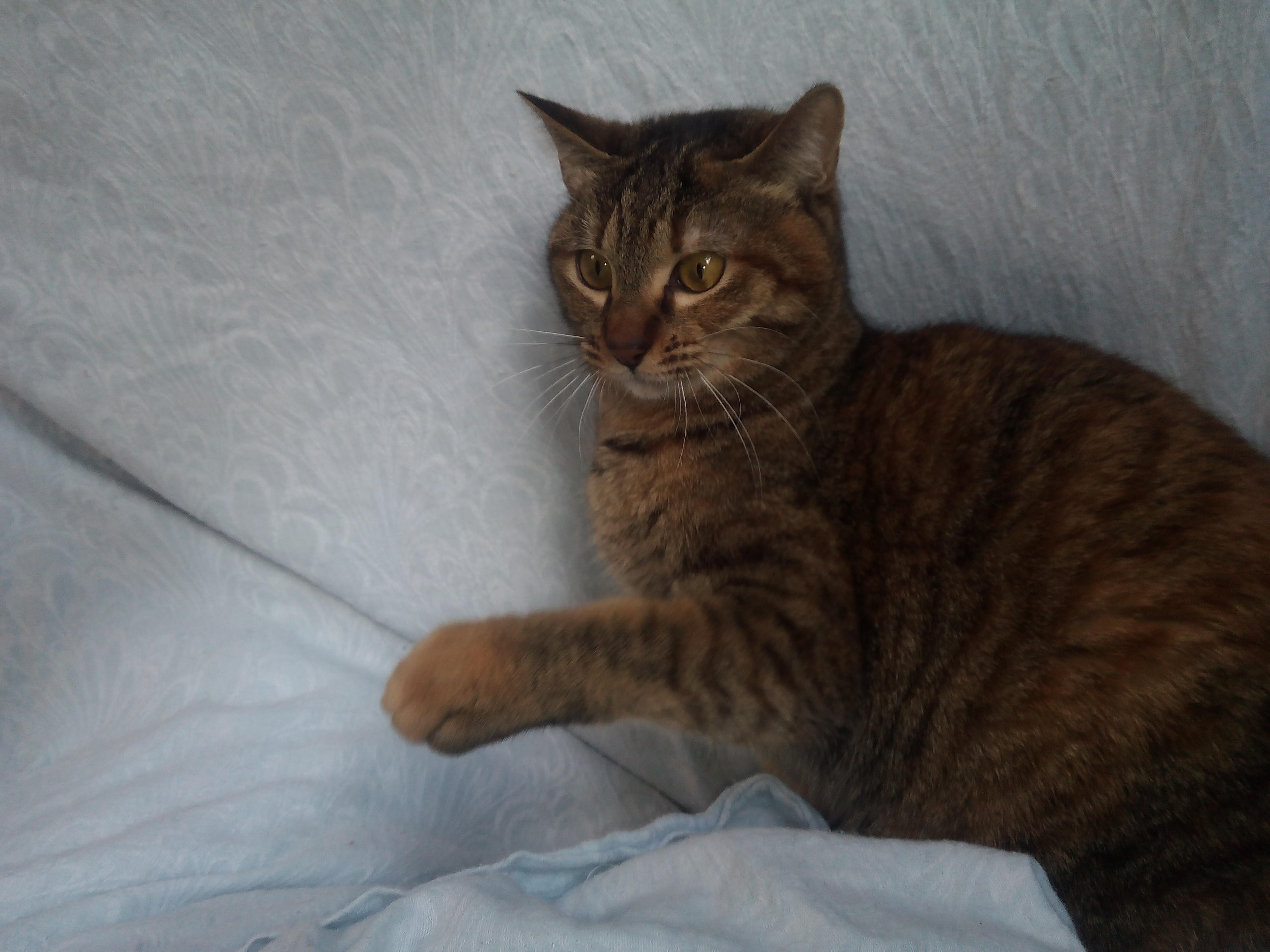 わんにゃんサイトの猫の写真