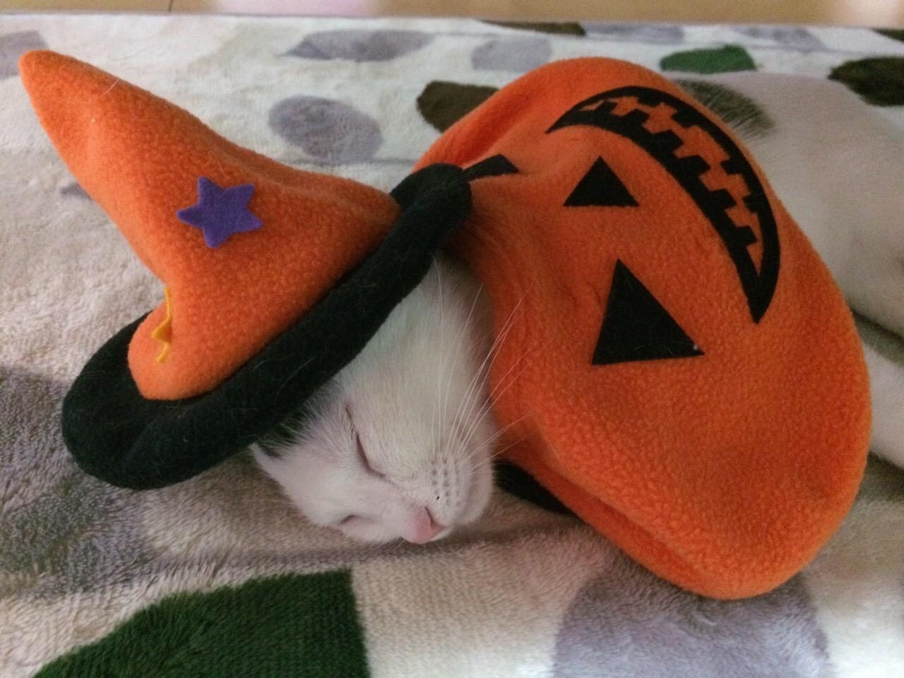 わんにゃんサイトの猫の写真