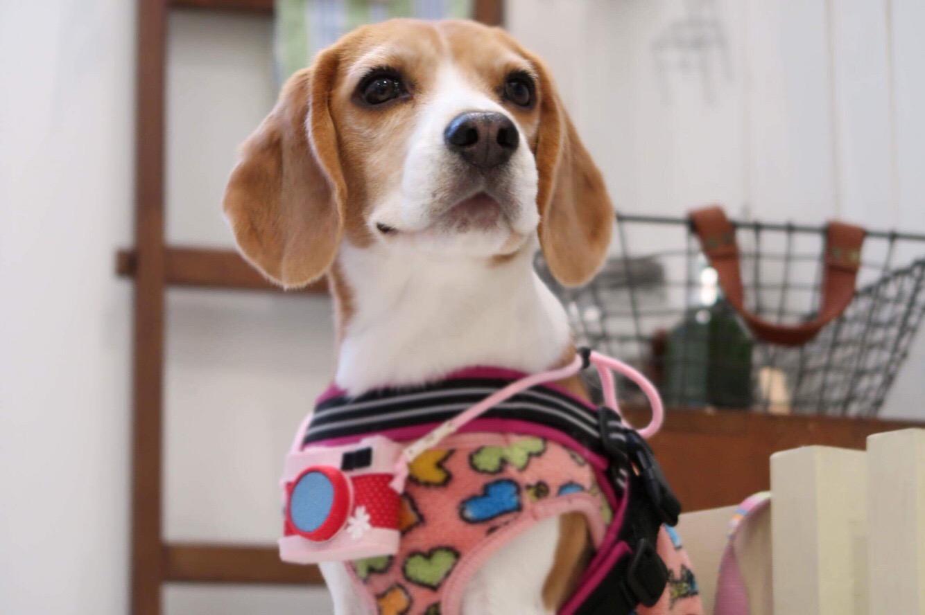 わんにゃんサイトの犬の写真