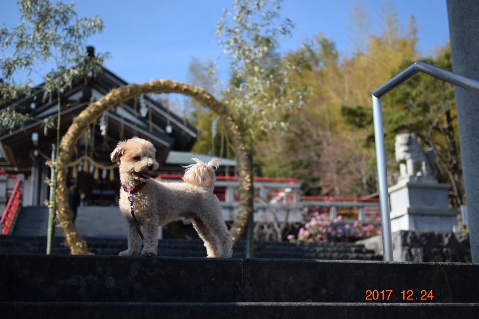 わんにゃんサイトの犬の写真