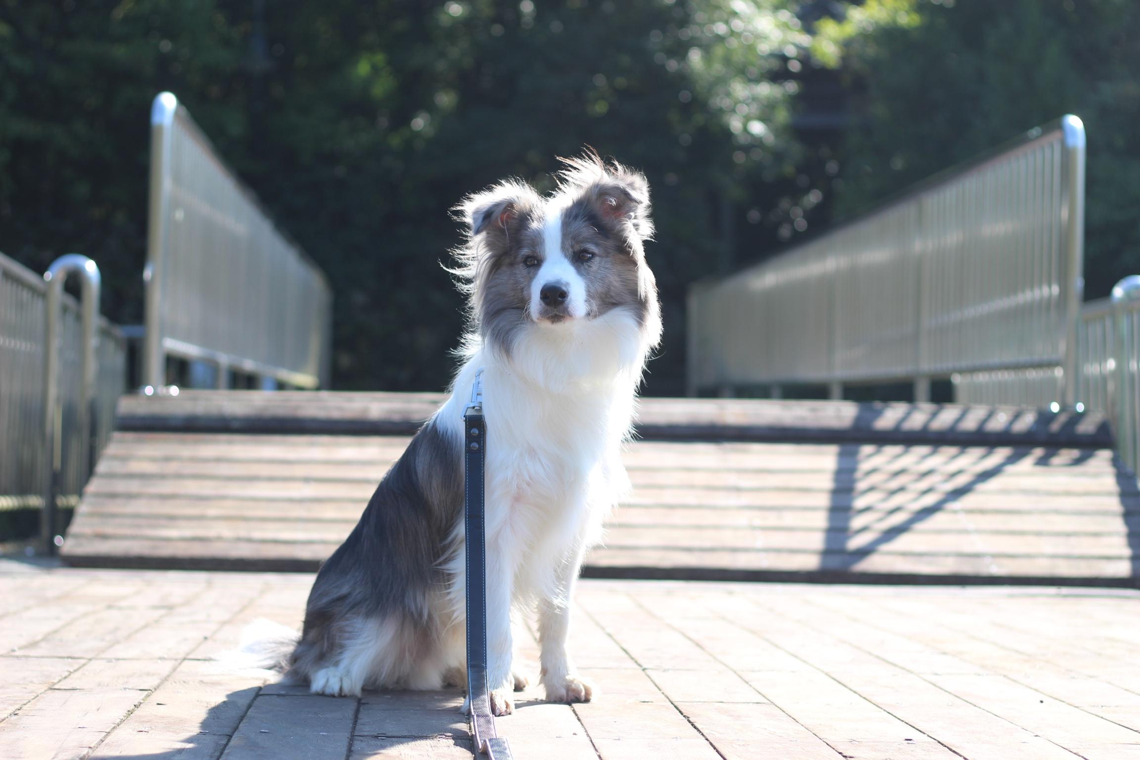 わんにゃんサイトの犬の写真