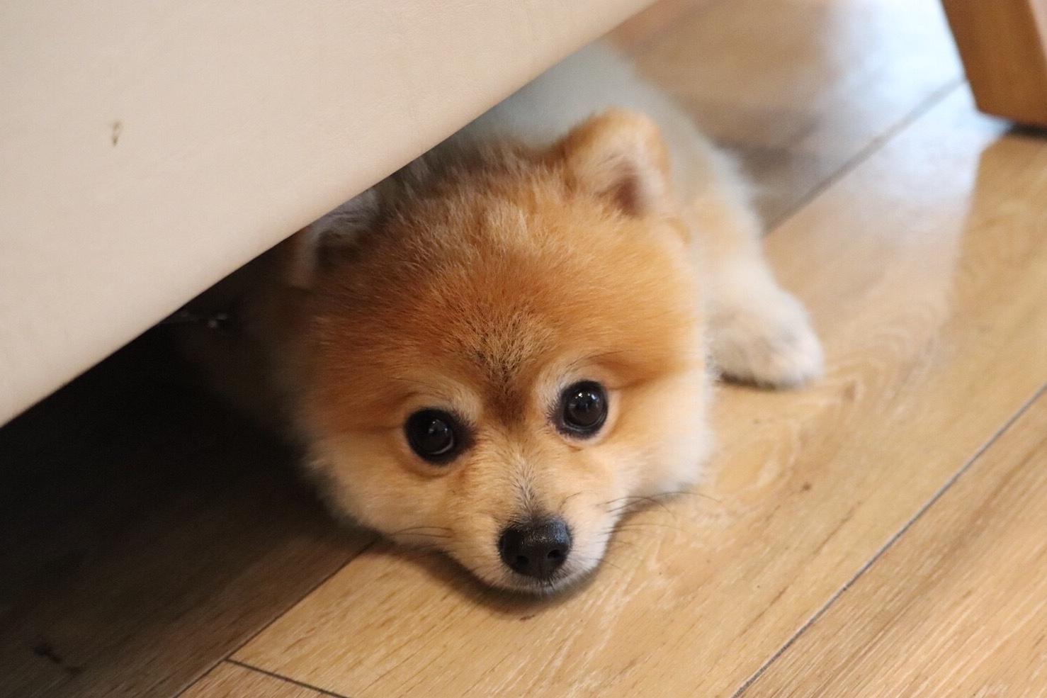 わんにゃんサイトの犬の写真