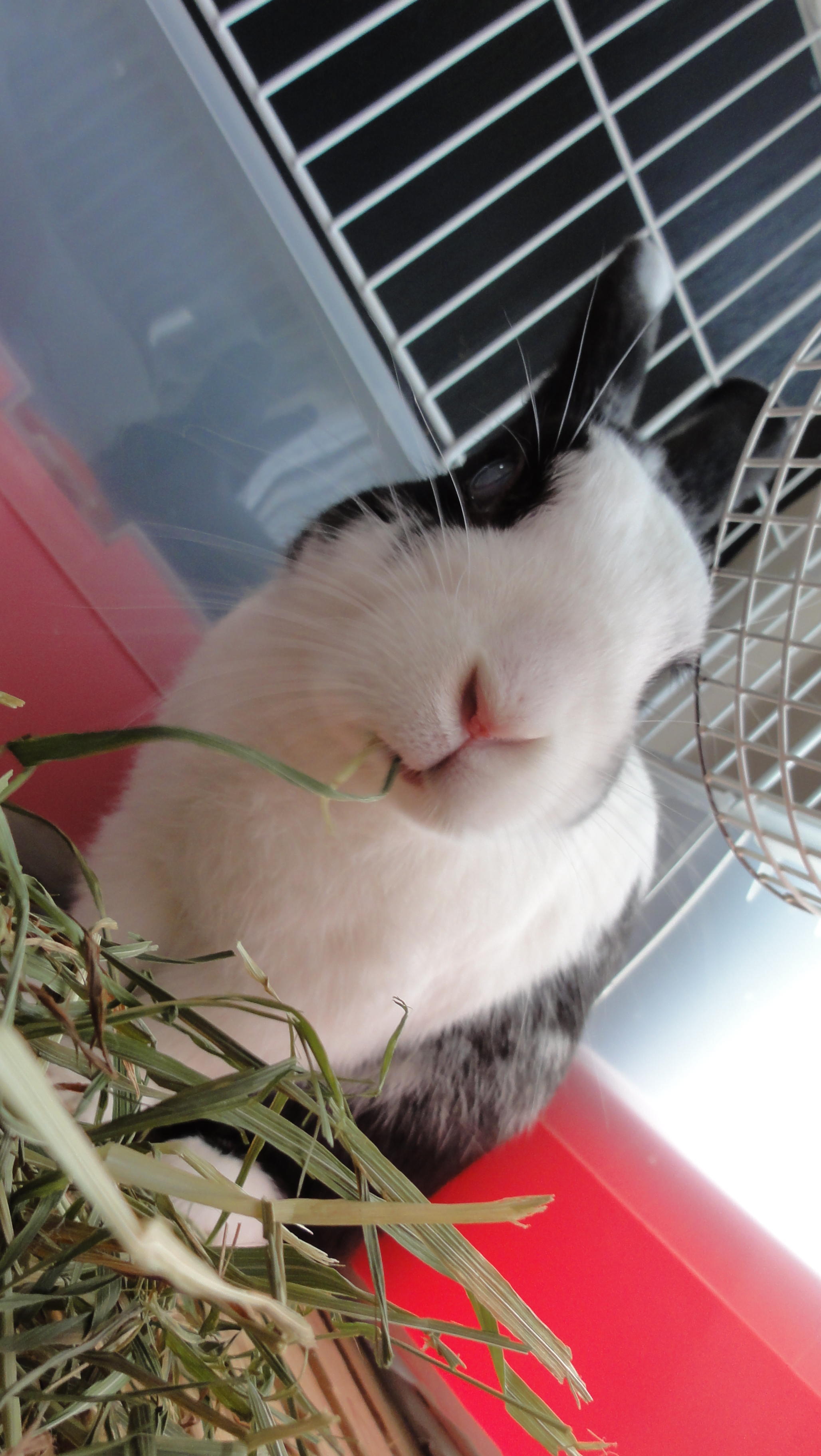 わんにゃんサイトのその他の写真