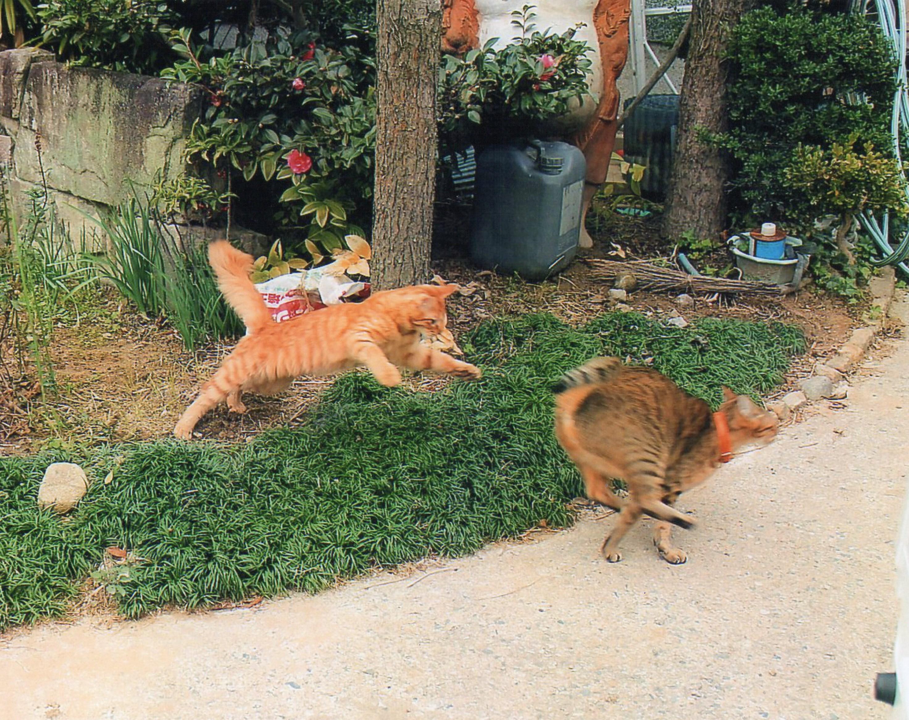 わんにゃんサイトの猫の写真