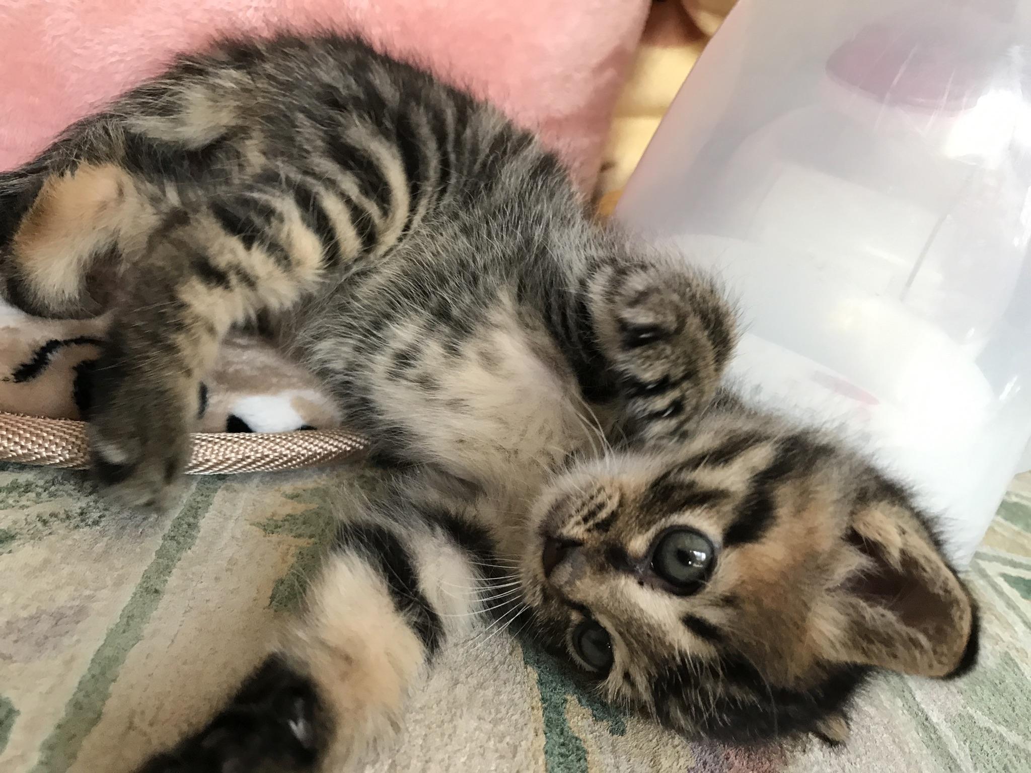 わんにゃんサイトの猫の写真