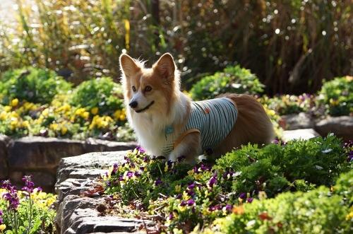 わんにゃんサイトの犬の写真