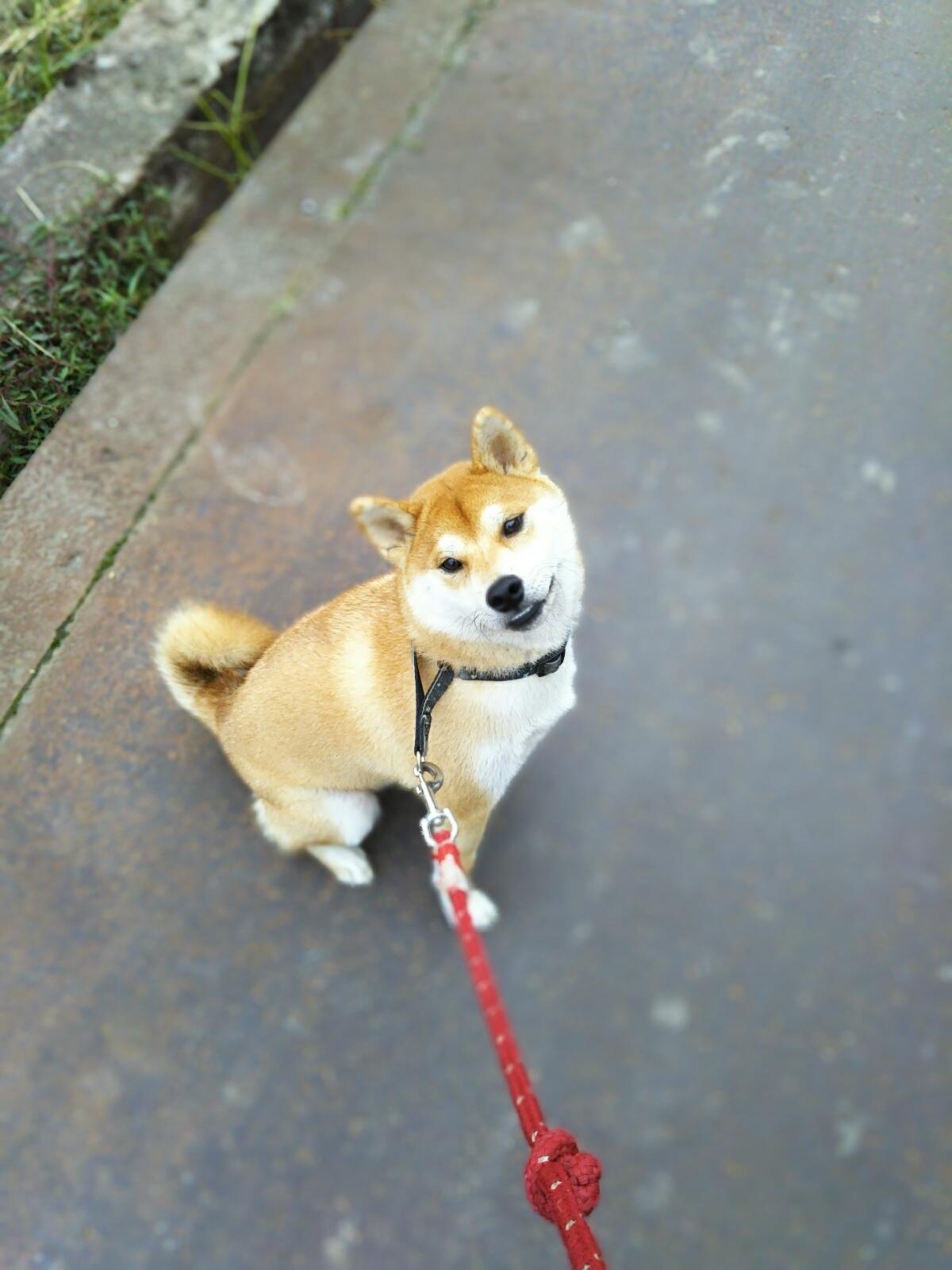 わんにゃんサイトの犬の写真