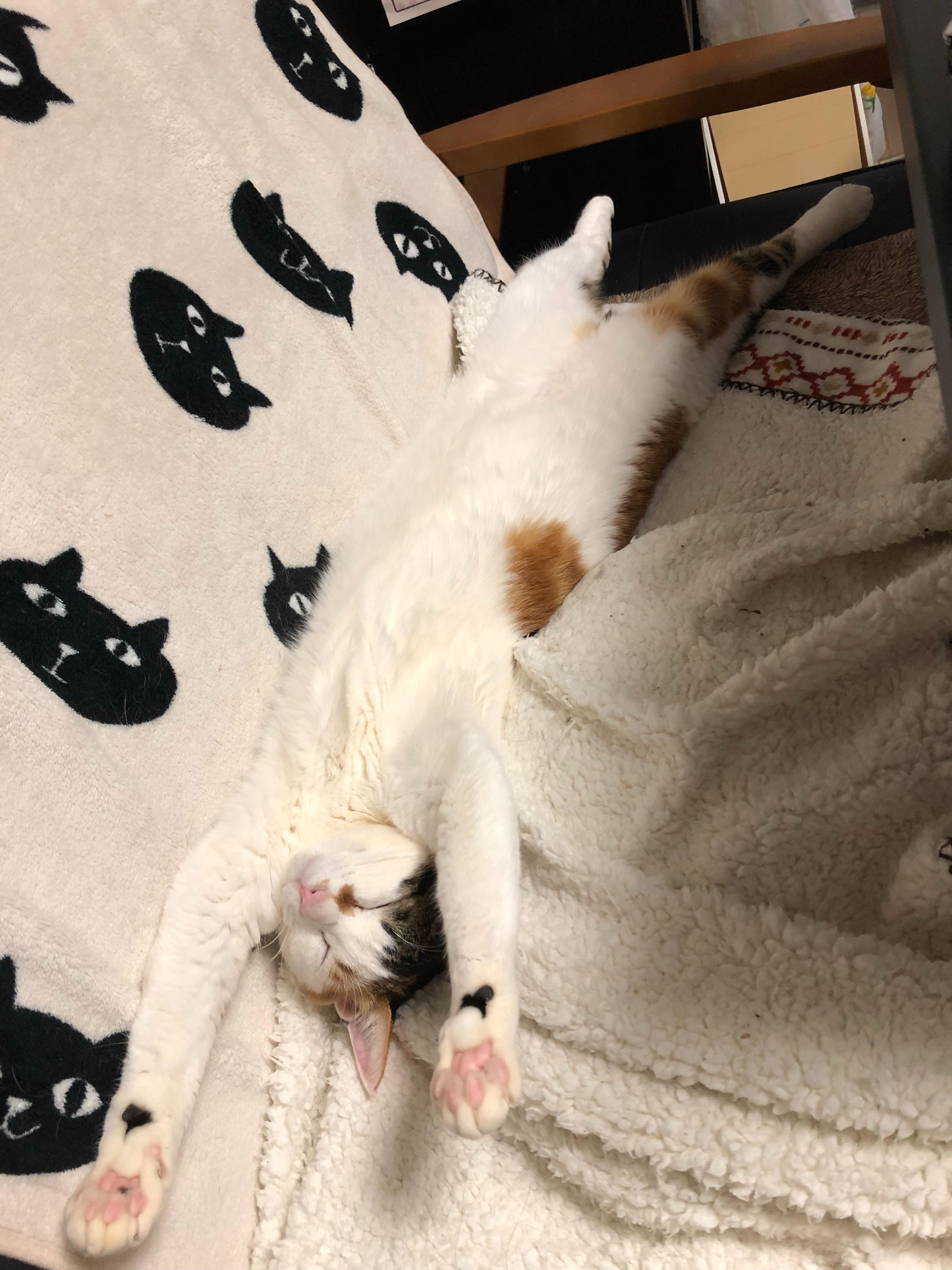 わんにゃんサイトの猫の写真