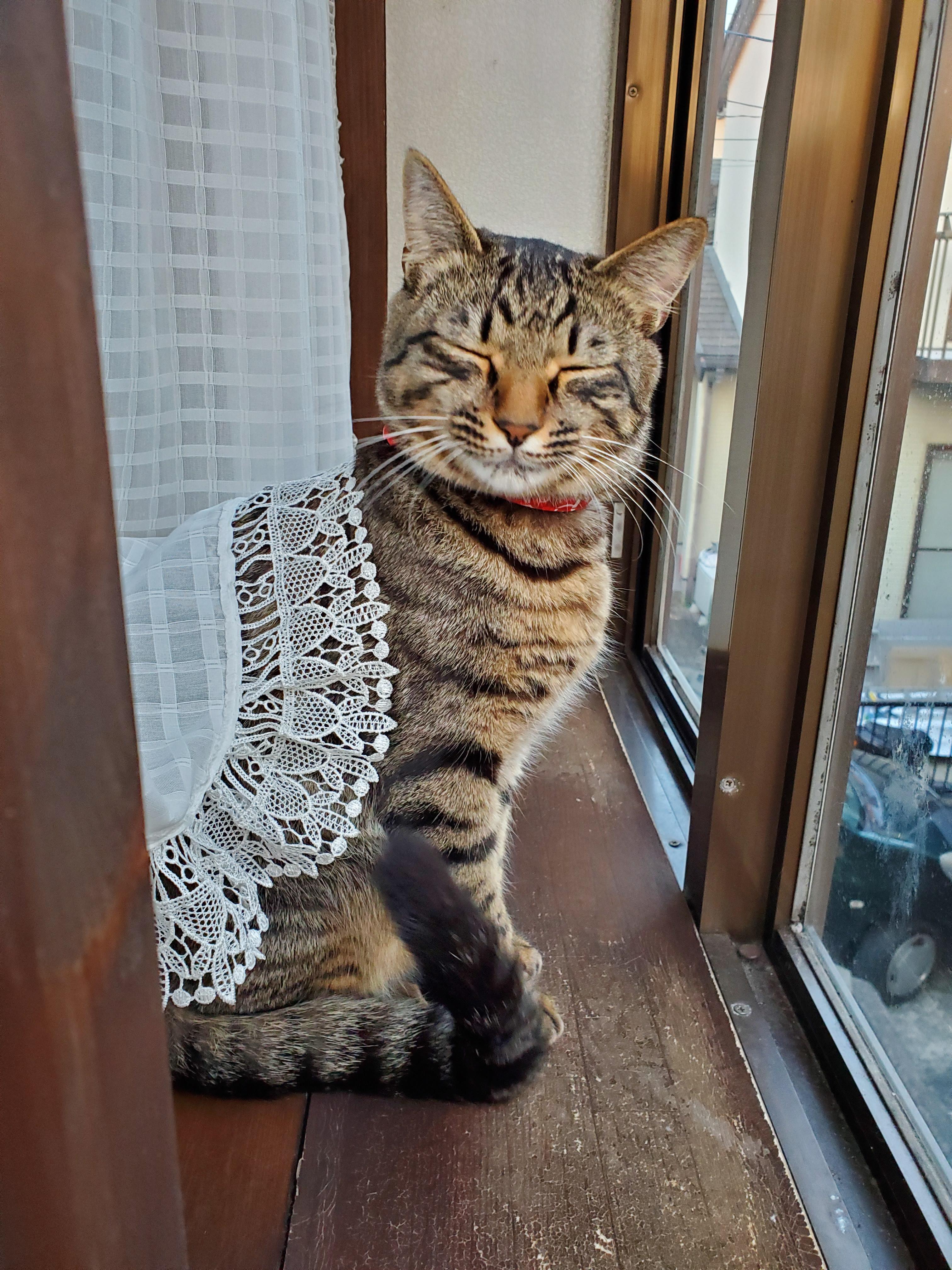 わんにゃんサイトの猫の写真