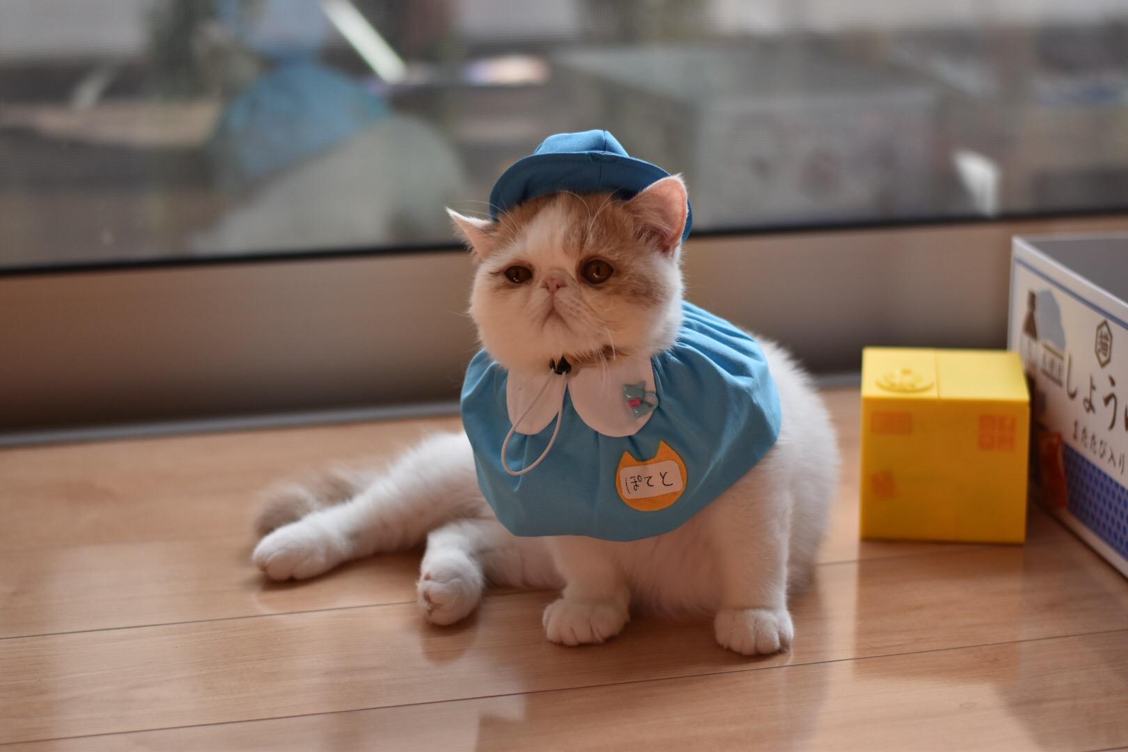 わんにゃんサイトの猫の写真