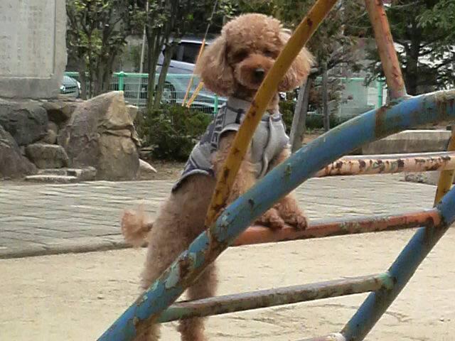 わんにゃんサイトの犬の写真