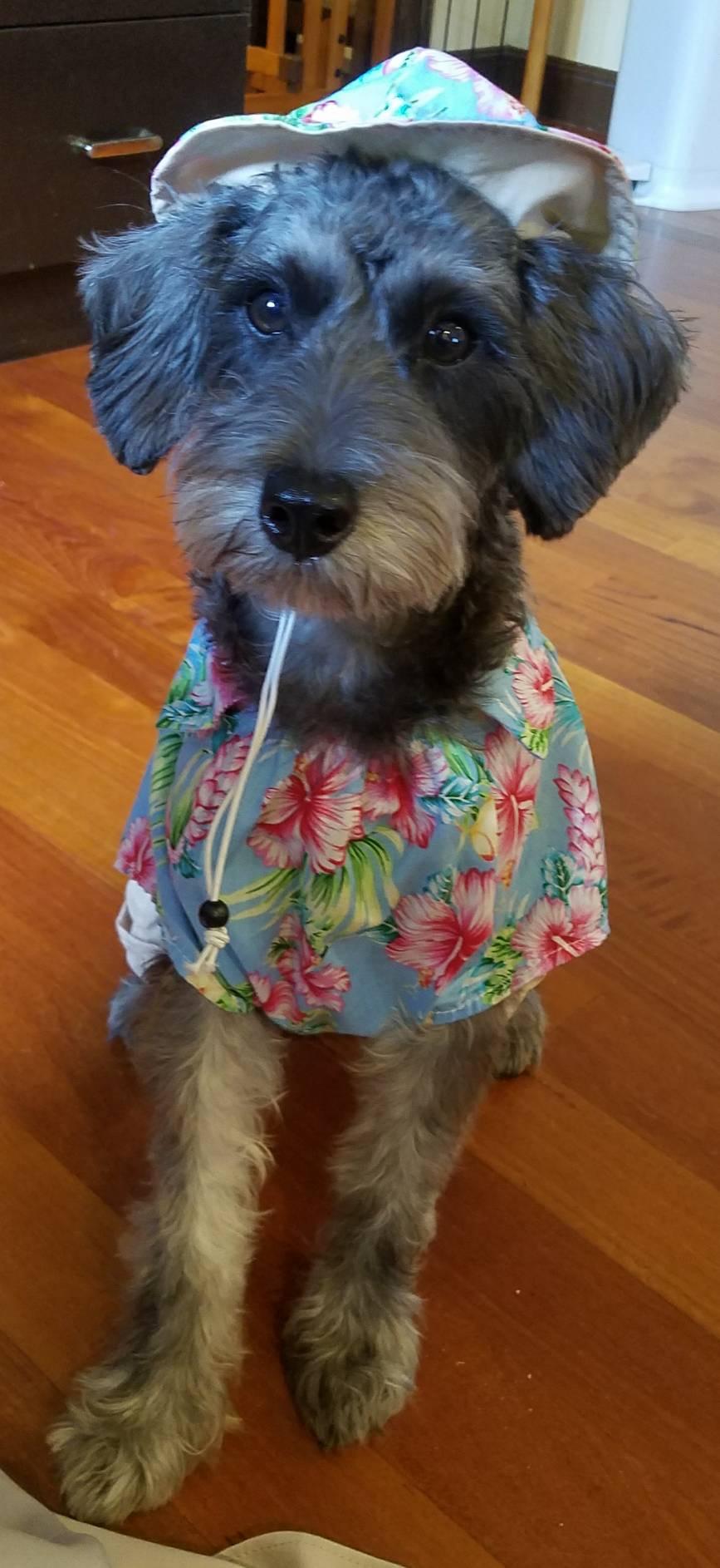 わんにゃんサイトの犬の写真