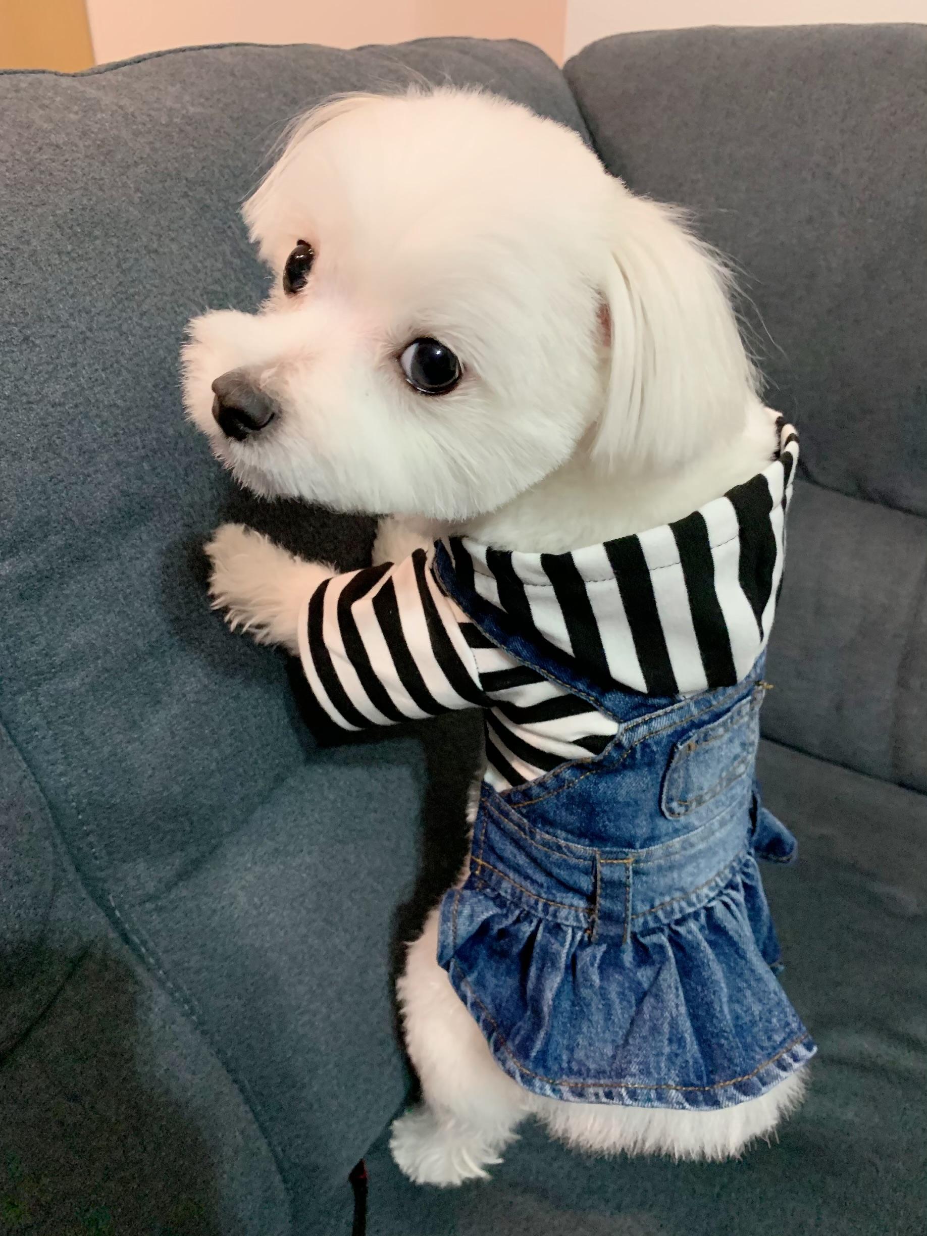 わんにゃんサイトの犬の写真