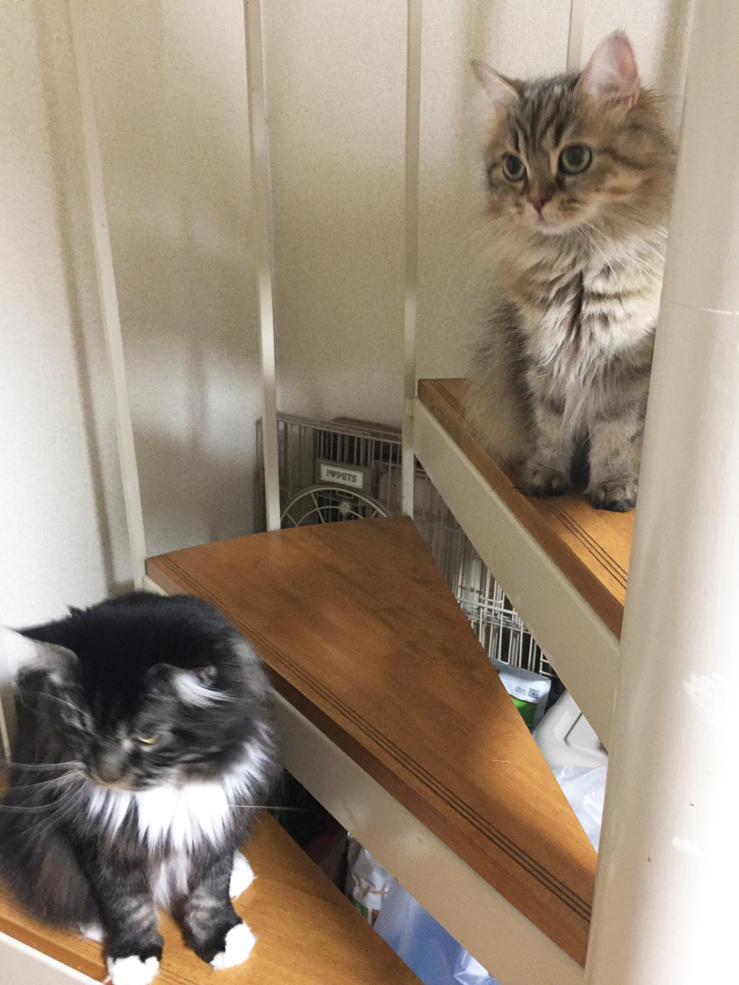 わんにゃんサイトの猫の写真