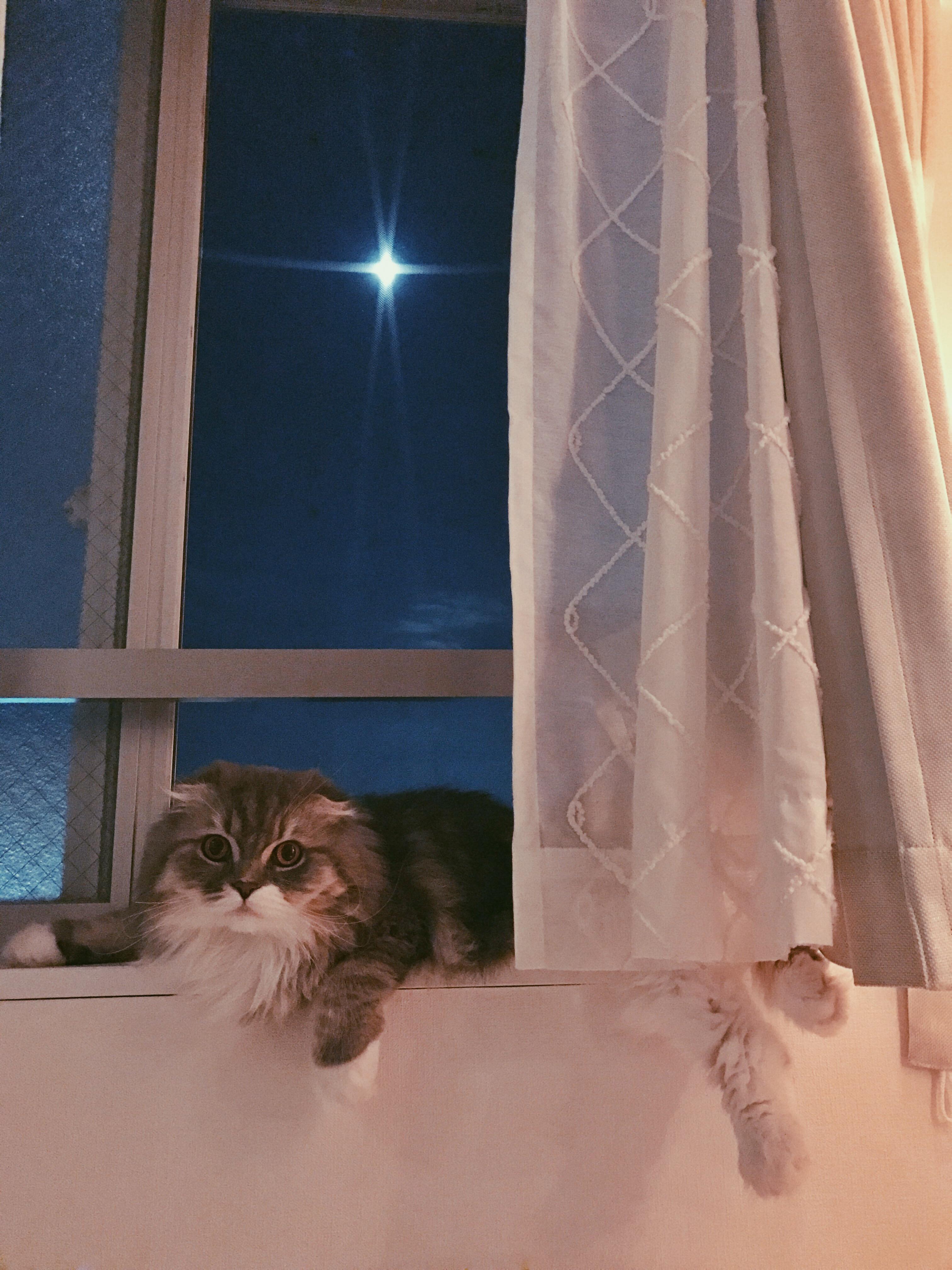 わんにゃんサイトの猫の写真