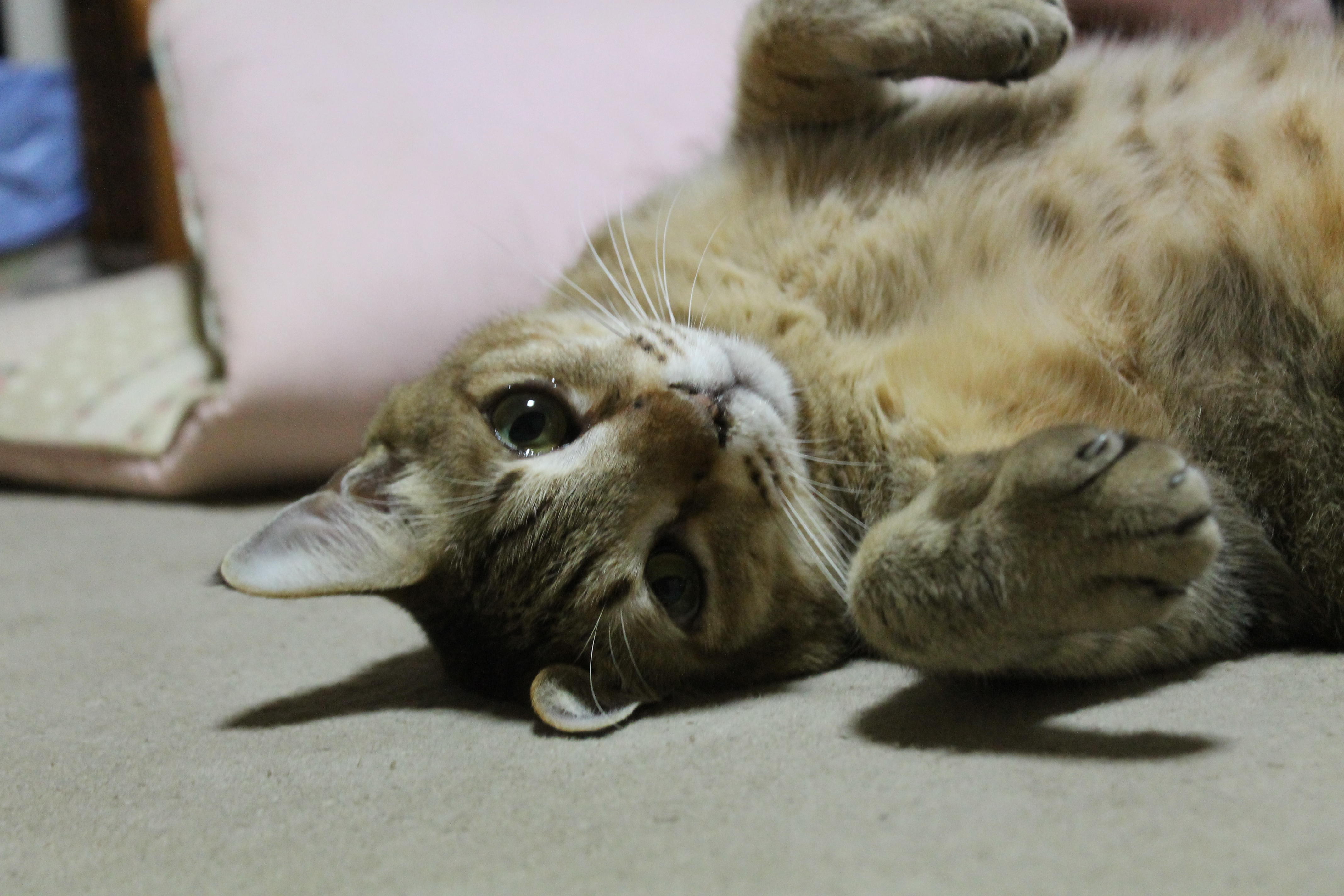 わんにゃんサイトの猫の写真