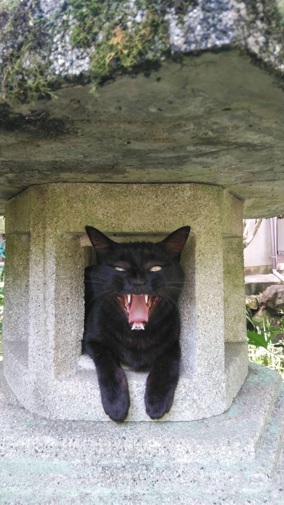 わんにゃんサイトの猫の写真